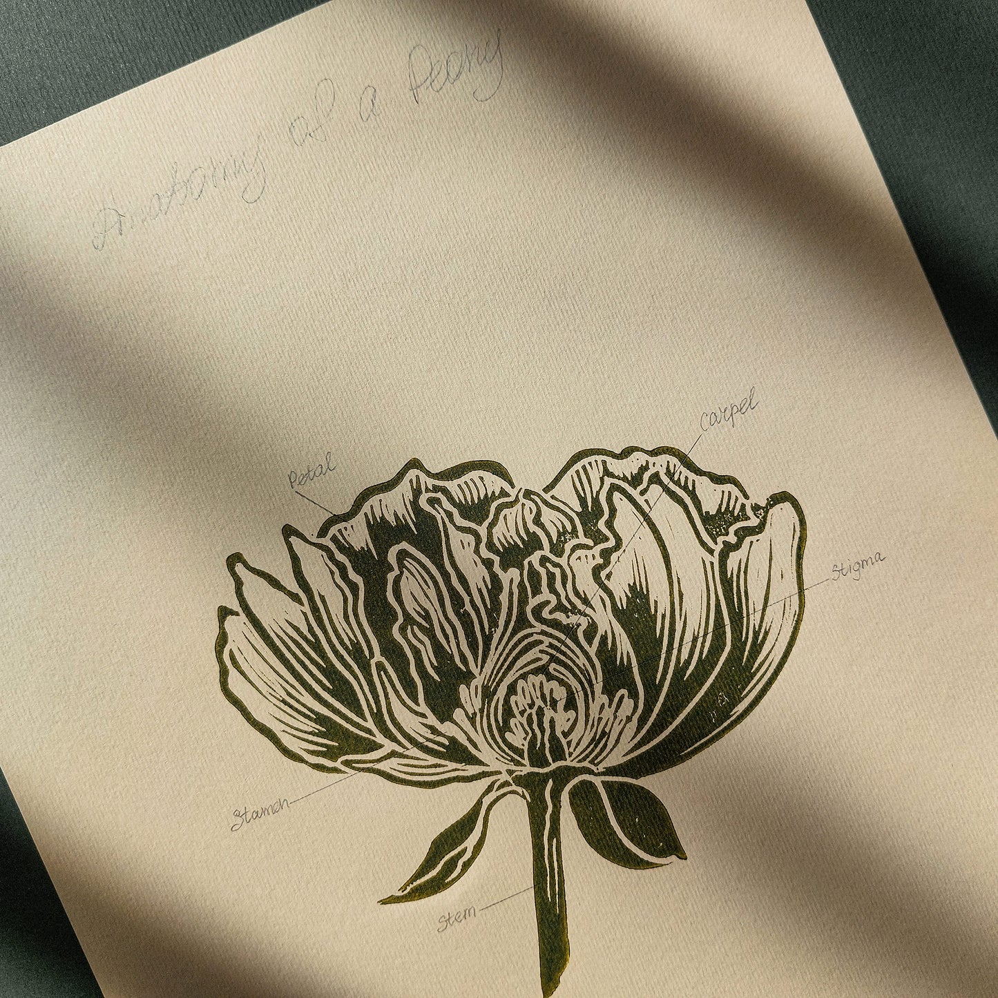 Vintage Anatomy Peony Flower Linocut Print Sage Green Botanical Original Artwork Chateaucore Bedroom Wall Art Decor Educational Nature Gift
nature lover gift mothers day gift ideas mothers day gift from daughter mothers day gift mother in law gift mom birthday gift Modern kitchen art Mid century modern long distance gift living room wall art minimalist Living room wall art Linoleum print laundry room decor inscription Housewarming gift hostess gift home gift unique heirloom gift heilroom wall decor