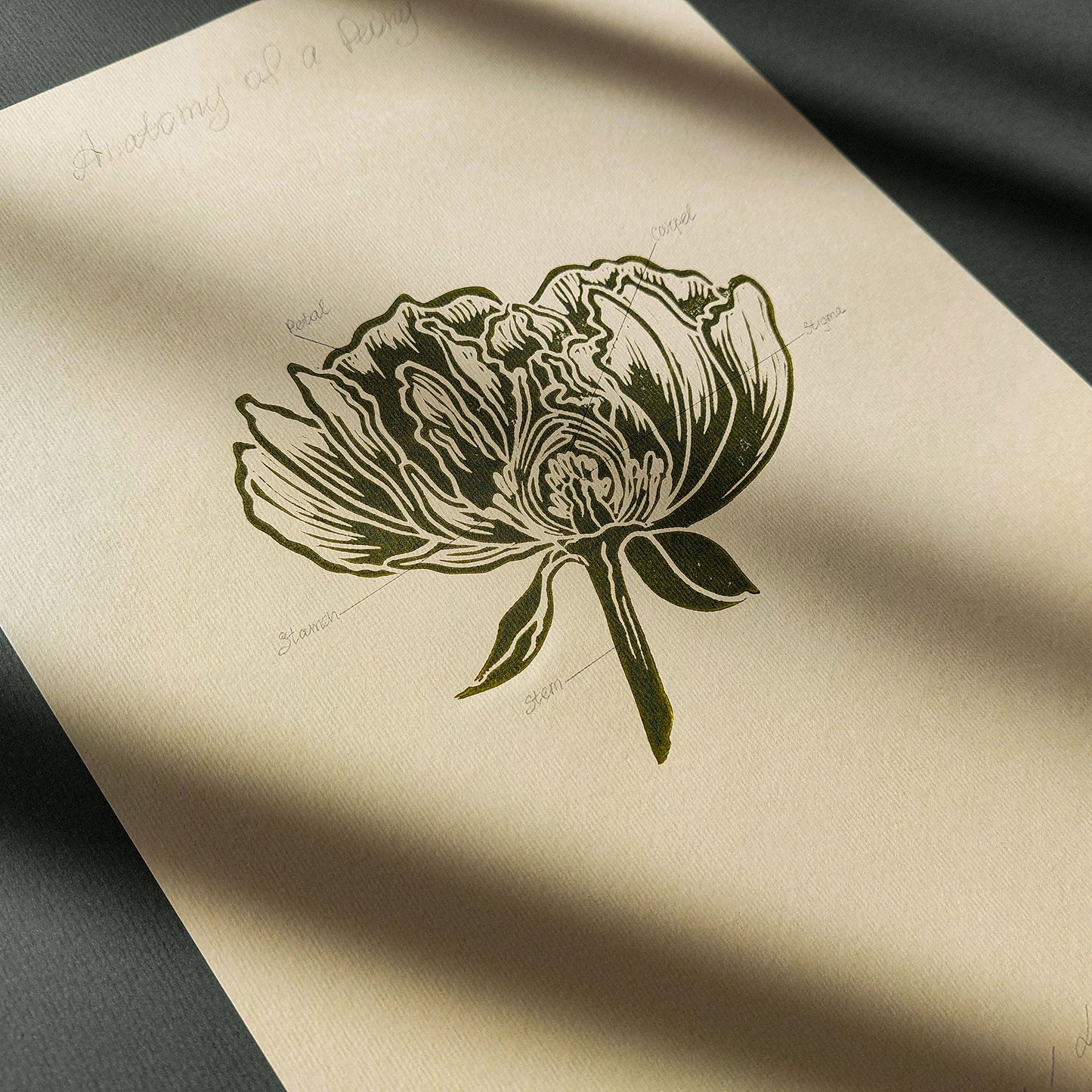 Vintage Anatomy Peony Flower Linocut Print Sage Green Botanical Original Artwork Chateaucore Bedroom Wall Art Decor Educational Nature Gift
godmother gift girlfriend gift gift for the home gift for best friend female foraged wall art Floral wall art Farmhouse wall decor farm kitchen wall art entryway wall art dorm room decor diy gift Dining Room Decor daughter in law gift cottagecore wall art cottage core Botanical bookshelf decor Block print Beige color Bedroom wall art bathroom print aunt gift