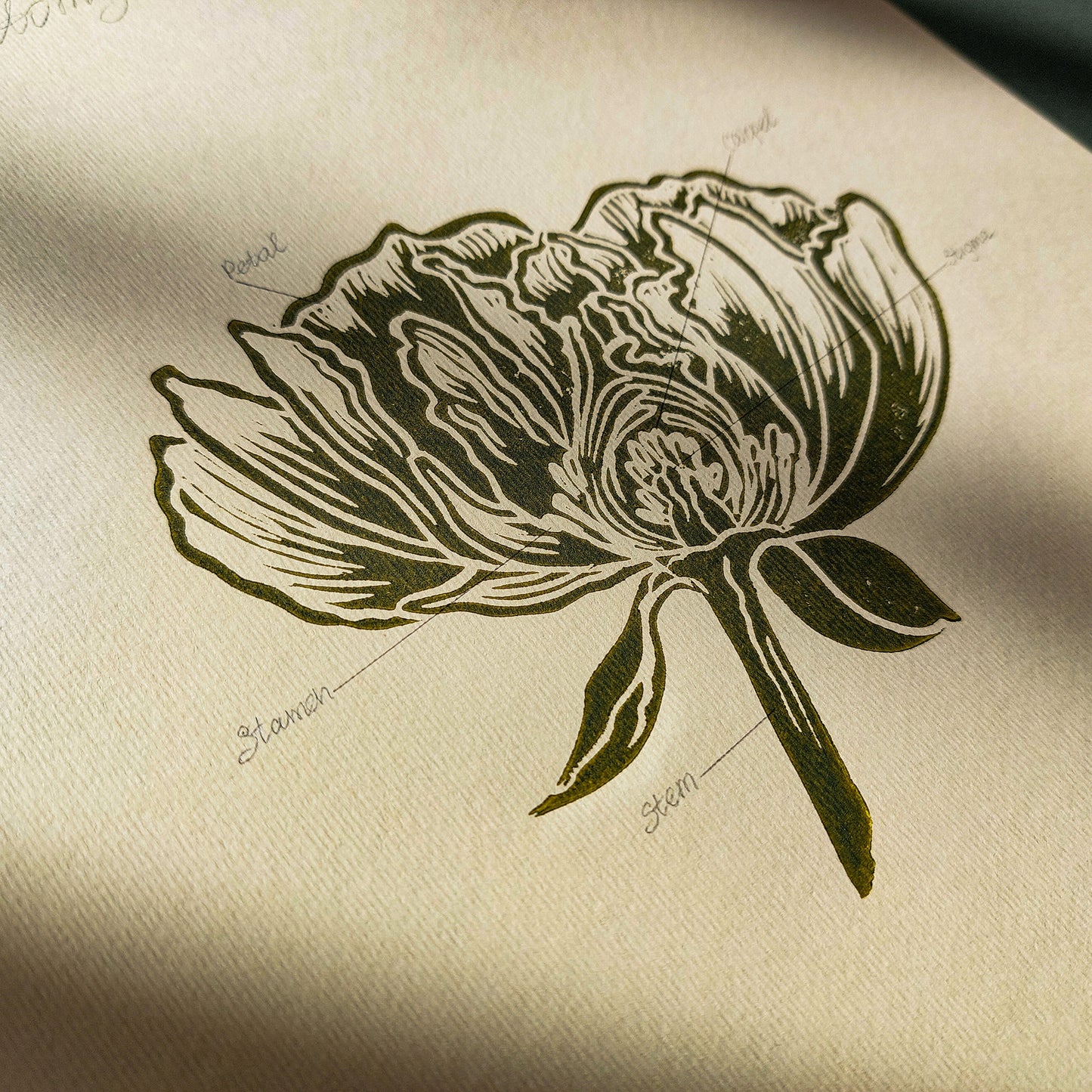 Vintage Anatomy Peony Flower Linocut Print Sage Green Botanical Original Artwork Chateaucore Bedroom Wall Art Decor Educational Nature Gift
Dining Room Decor daughter in law gift cottagecore wall art cottage core Botanical bookshelf decor Block print Beige color Bedroom wall art bathroom print aunt gift anatomy of flowers Aesthetic wall art A4 chateaucore Linogravure Lino print flower wall hanging Vintage art unique wall art trendy thank you gift boss teacher appreciation gift Summer Spring wall art