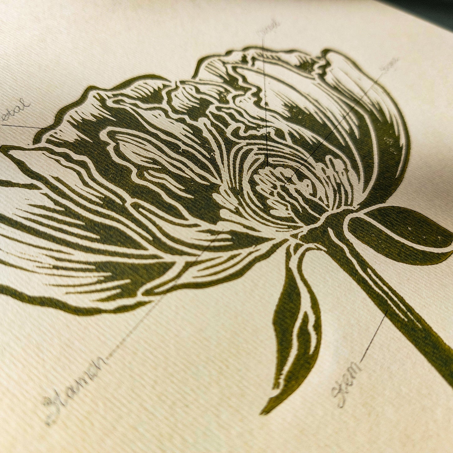 Vintage Anatomy Peony Flower Linocut Print Sage Green Botanical Original Artwork Chateaucore Bedroom Wall Art Decor Educational Nature Gift
New home gift new grandma gift new apartment housewarming gift new apartment gift nature print nature lover gift mothers day gift ideas mothers day gift from daughter mothers day gift mother in law gift mom birthday gift Modern kitchen art Mid century modern long distance gift living room wall art minimalist Living room wall art Linoleum print laundry room decor