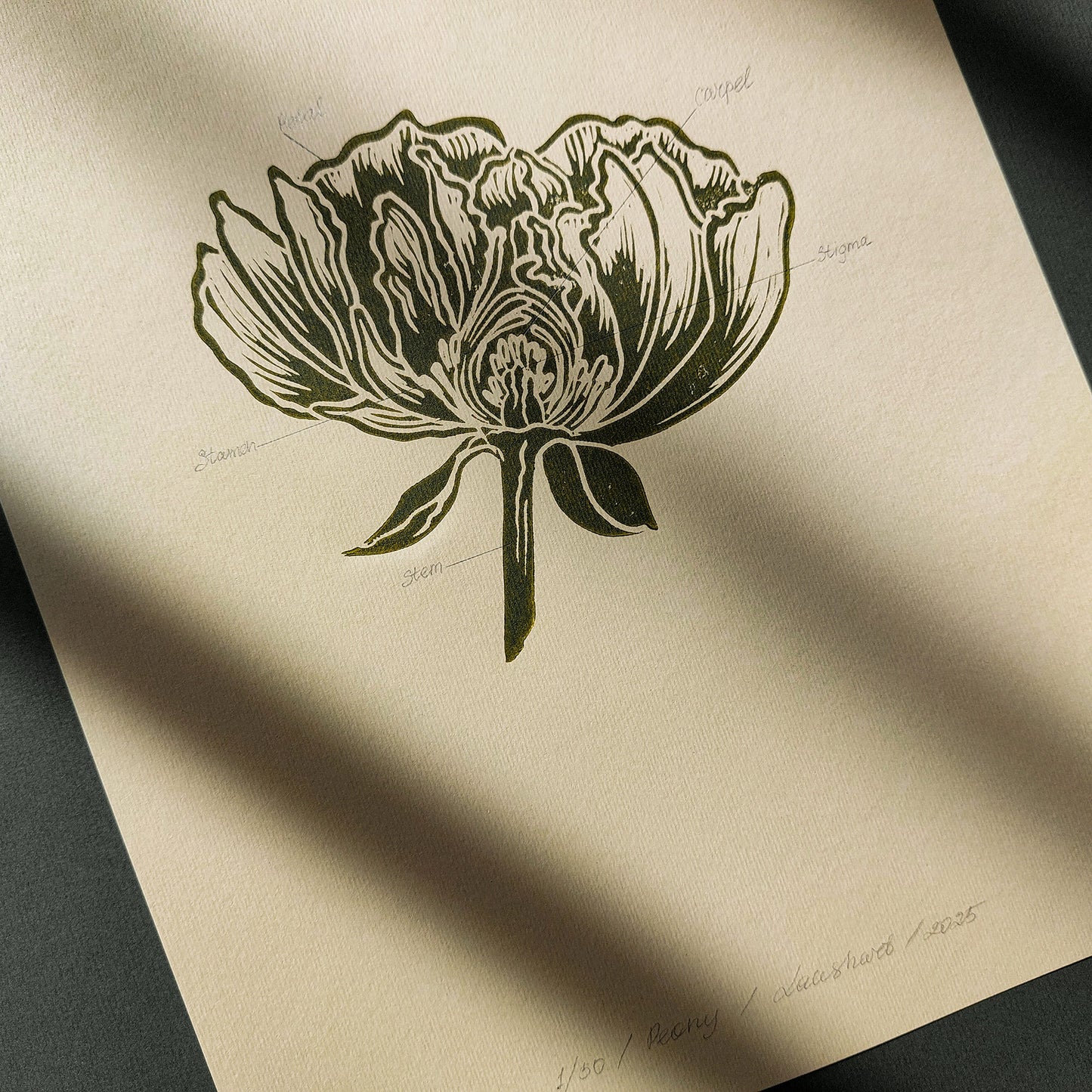 Vintage Anatomy Peony Flower Linocut Print Sage Green Botanical Original Artwork Chateaucore Bedroom Wall Art Decor Educational Nature Gift
grandma gift going away gift for coworker godparent gift godmother gift girlfriend gift gift for the home gift for best friend female foraged wall art Floral wall art Farmhouse wall decor farm kitchen wall art entryway wall art dorm room decor diy gift Dining Room Decor daughter in law gift cottagecore wall art cottage core Botanical bookshelf decor Block print