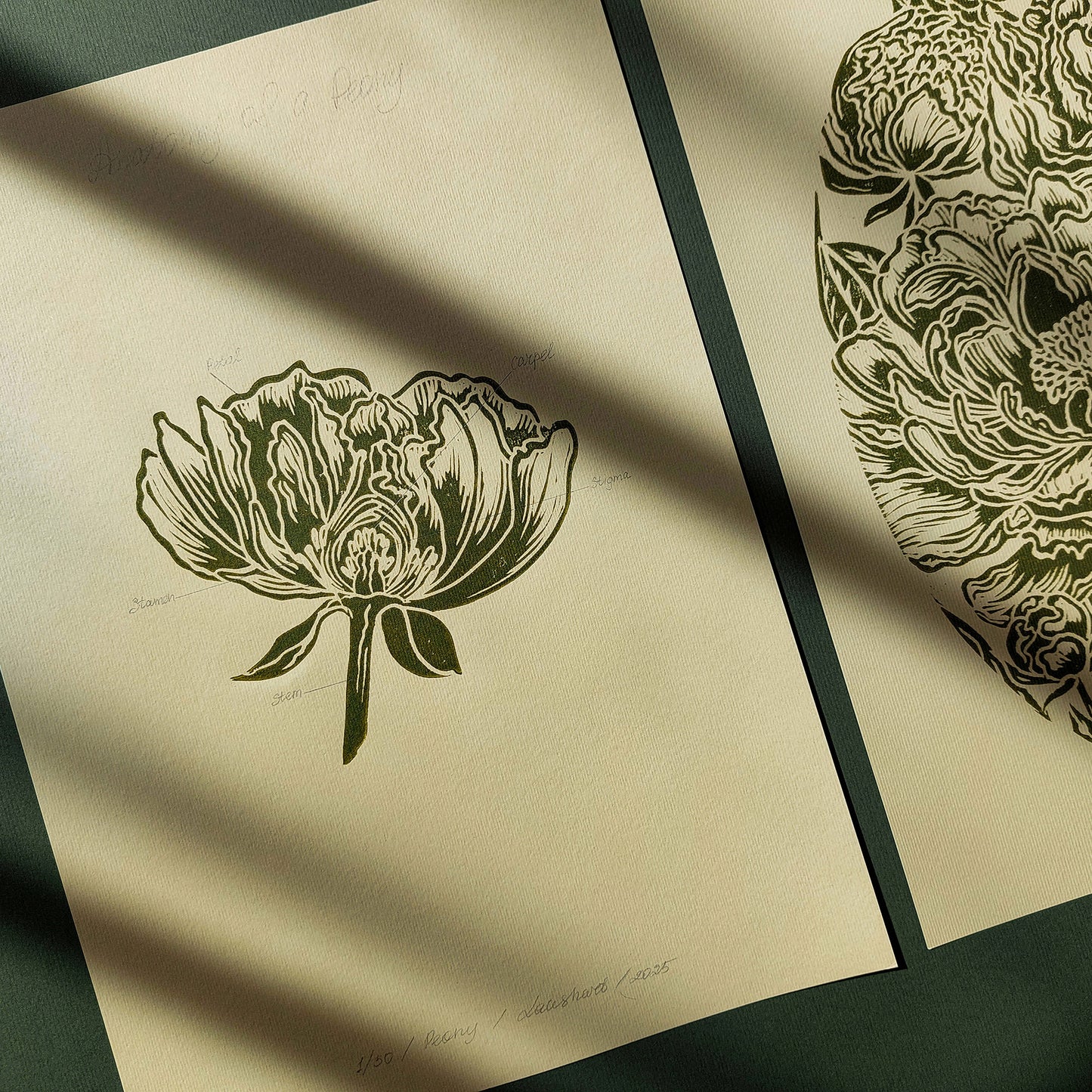 Vintage Anatomy Peonies Flower Linocut Print Gallery Wall Set of 2 Cottagecore Floral Original Artwork Above Bed Lino Art Decor Mother Gift
home grandmother gift grandma gift going away gift for coworker godparent gift godmother gift girlfriend gift gift for the home gift for best friend female foraged wall art Floral wall art Farmhouse wall decor farm kitchen wall art entryway wall art dorm room decor diy gift Dining Room Decor daughter in law gift cottagecore wall art cottage core Botanical