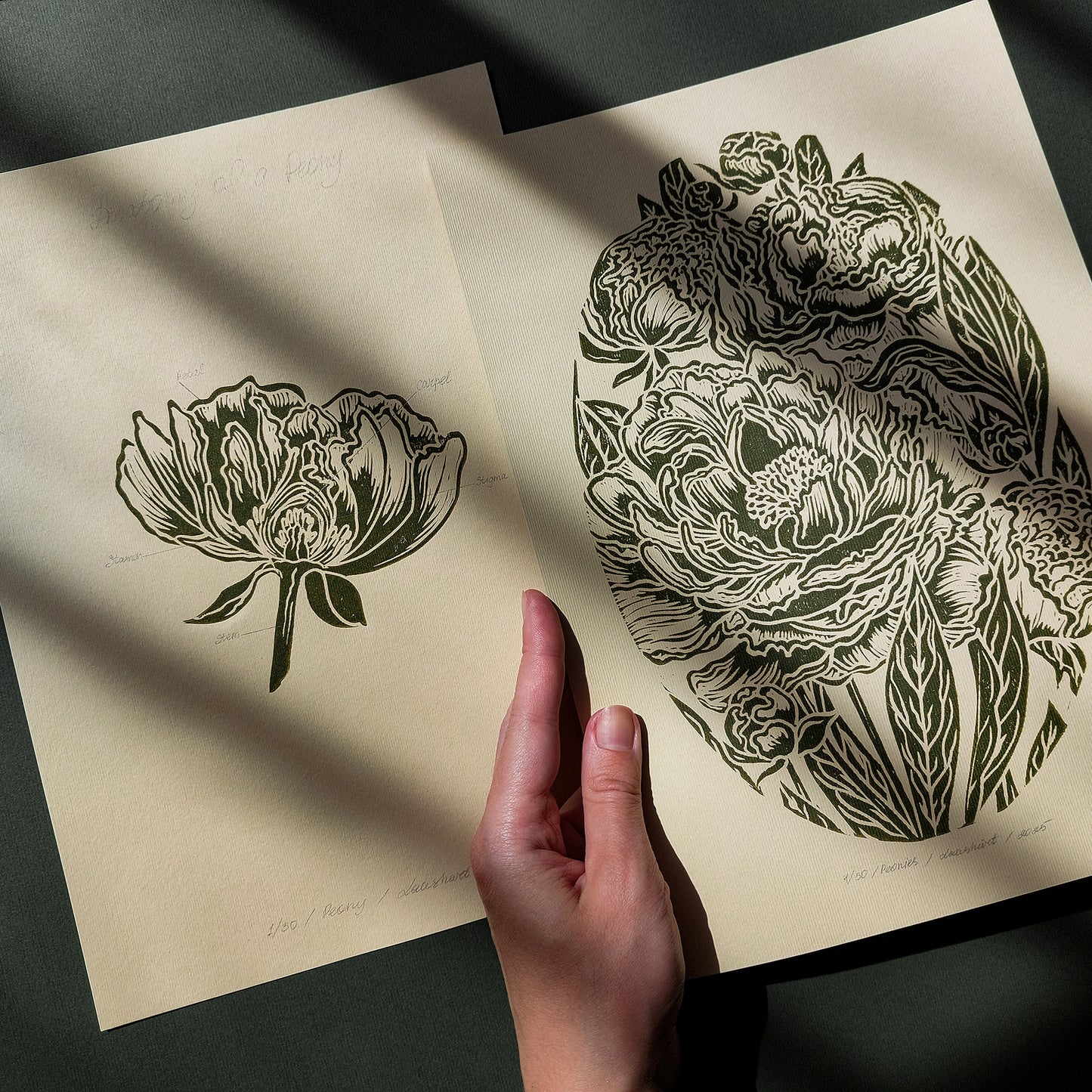 sage green color vintage flower anatomy peonies flower linocut print gallery wall set of 2 cottagecore wall art floral lino original artwork above bed decor mother gift ideas linogravure hostess chateaucore beige handmade educational nature lover rustic farm farmhouse retro living room dining entryway modern kitchen dorm hallway heilroom mom mother wife woman sister girlfriend grandmother godmother houswarming new apartment home thoughtful teacher Handprinted Present Gratitude Professor