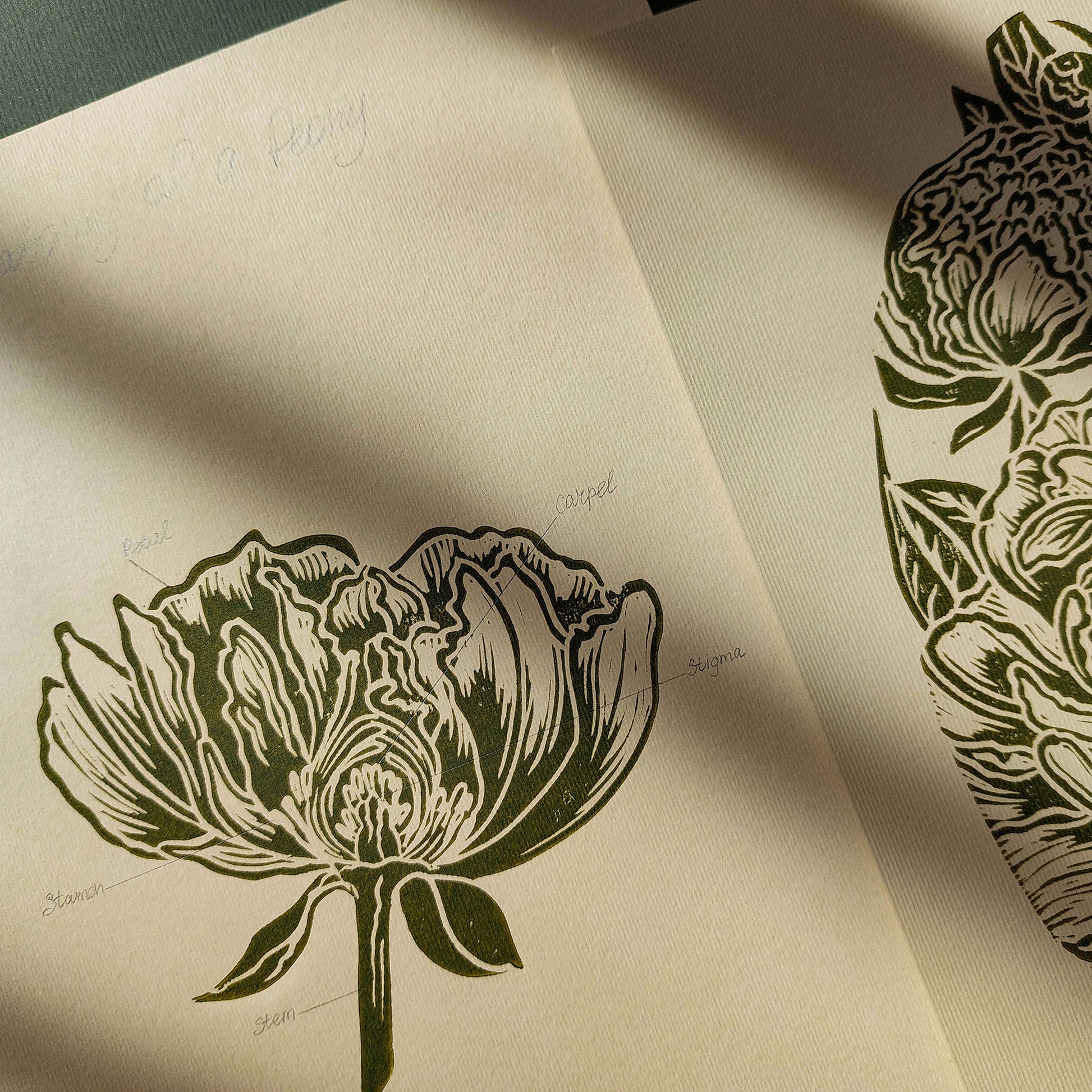Vintage Anatomy Peonies Flower Linocut Print Gallery Wall Set of 2 Cottagecore Floral Original Artwork Above Bed Lino Art Decor Mother Gift 
 thank you gift boss teacher appreciation gift Summer Spring wall art sister in law gift signature shelf decor self gift Sage green color rustic wall art Retro artwork retirement Relief print realtor closing gift Printmaking art plant lover gift original illustration original artwork one of a kind office wall decor nurse gift niece gift from aunt new mom gift new job
