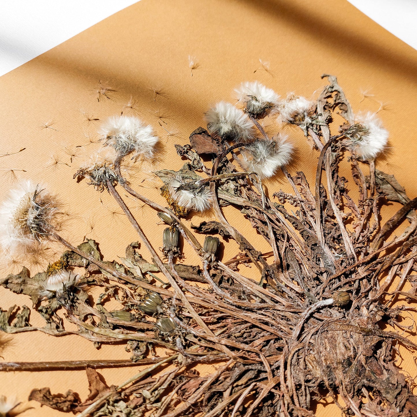 Neutral beige large dandelion dried flowers and plant Wall hanging decor christmas gift ideas, niece gift from aunt, new mom gift, handmade educational, new job gift, thoughtful teacher gift, Hostess Thank You Gift, New home gift, new grandma gift, Thoughtful Autumn Gift, new apartment housewarming gift, cozy fall decor, new apartment gift, nature wall art, Nature original art, nature lover gift, mothers day gift ideas, mothers day gift from daughter, mothers day gift, mother in law gift
