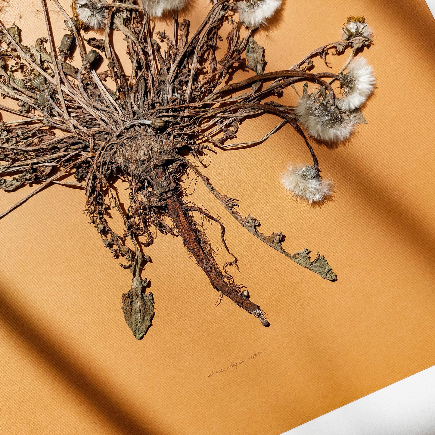 Neutral beige large dandelion dried flowers and plant Wall hanging decor handmade gift for women, handmade gift for the home, grandmother gift, grandma gift, Autumn Entryway Decor, Thank You Gift going away gift for coworker, godparent gift, godmother gift, girlfriend gift, gift for the home, Warm Earth Tones Art, gift for best friend female, framed, Thanksgiving Gift, foraged wall art, Flower wall art, Floral wall art, Farmhouse wall decor, farm kitchen wall art, farm decor, easter gift, dried pressed