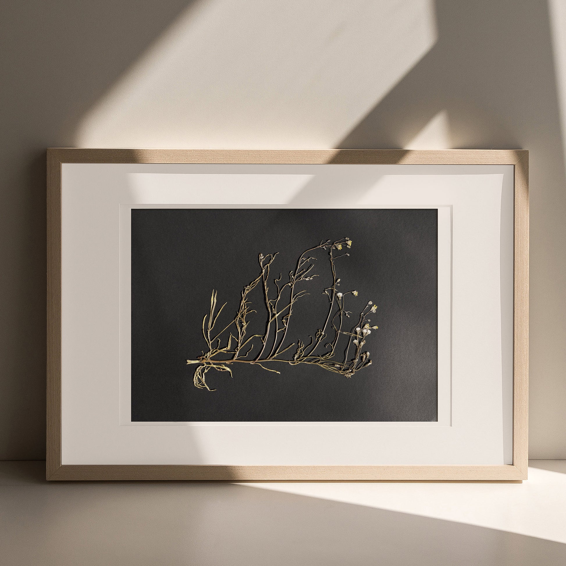 Horizontal dried wildflower plant Minimalist herbarium Black original artwork UNFRAMED, wall hanging, unique wall art, trendy wall art, thank you gift boss, teacher appreciation gift, Summer wall art, Spring wall art, sister in law gift, self gift, rustic wall art, rustic artwork, retirement gift, realtor closing gift, vintage retro art, pressed plants art