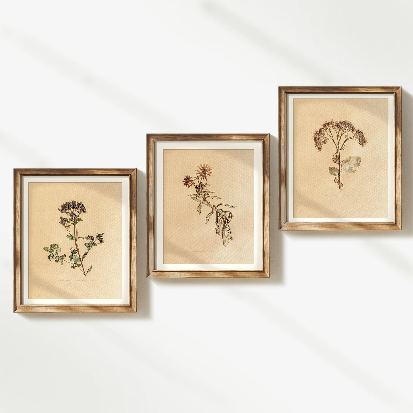 Gallery wall set of 3 piece Calendula Origan garden dried flowers and plants Original artworks decor wall hanging, unique wall art, trendy wall art, thank you gift boss, teacher appreciation gift, Summer wall art, Spring wall art, sister in law gift, shelf decor, self gift, rustic wall art, retirement gift, realtor closing gift, pressed plants art, pressed leaves art, Pressed flower art, Plant print, plant lover gift, original artwork, one of a kind, nurse gift