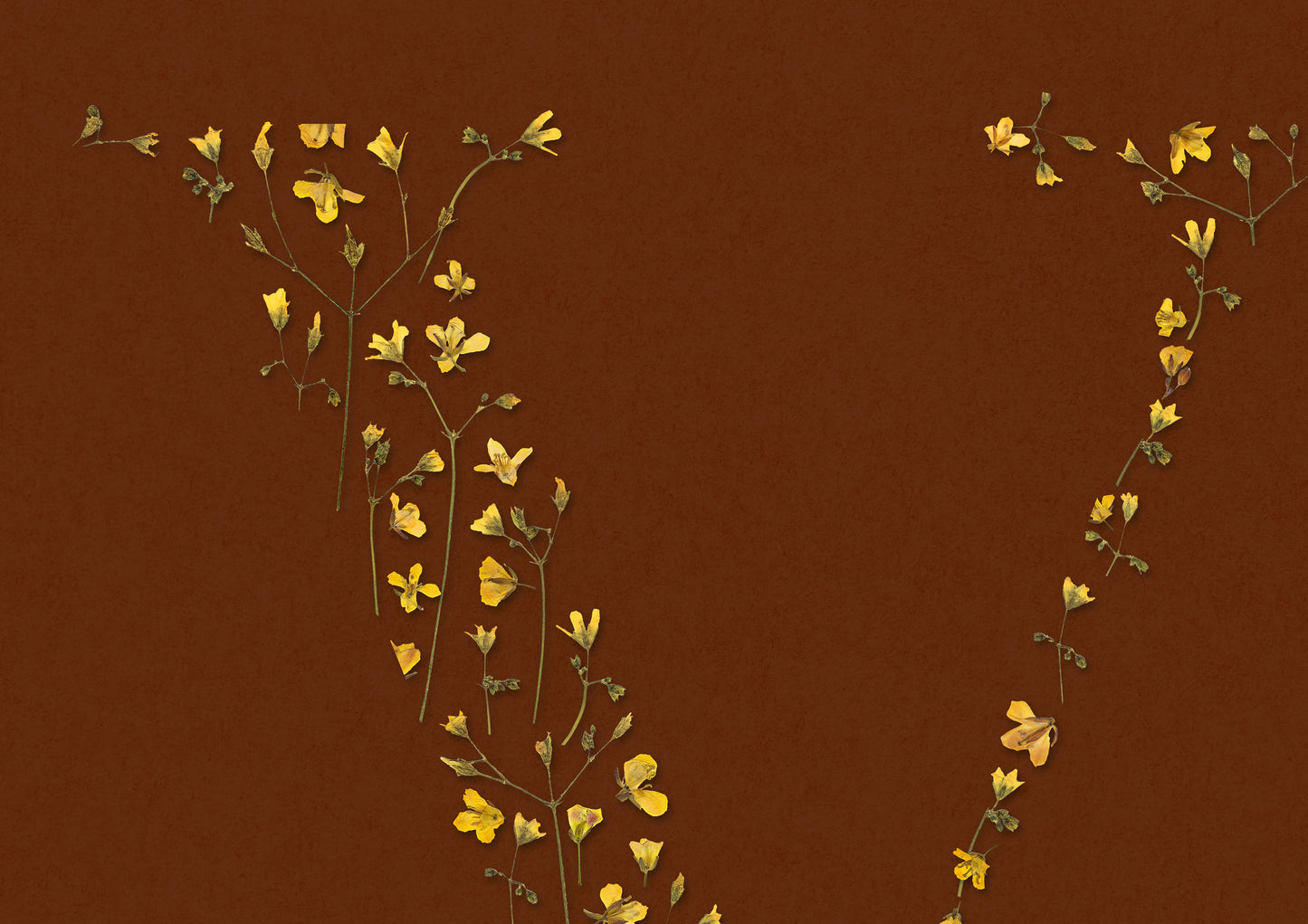 Terracotta personalized name letter prints Pressed yellow wildflowers poster