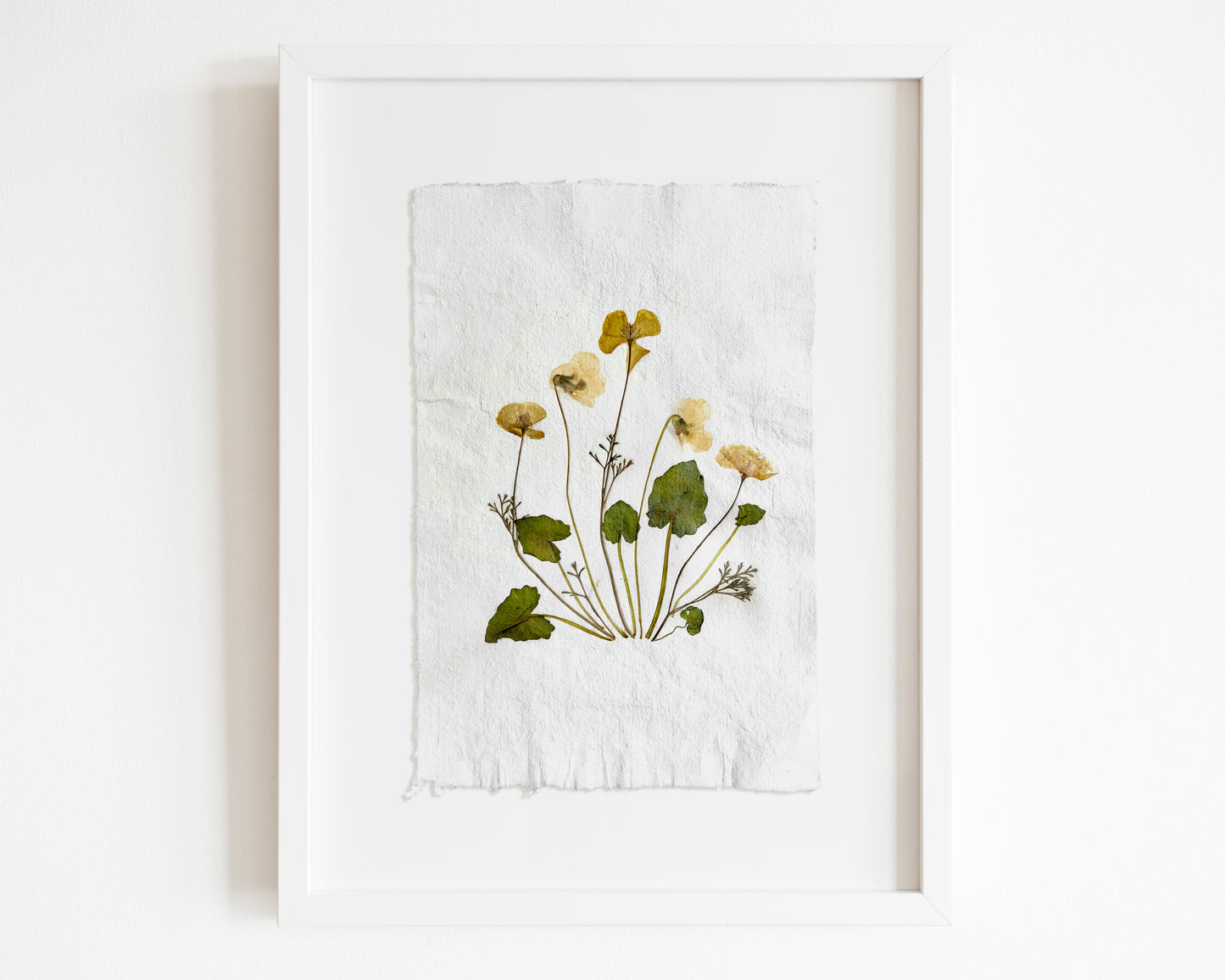 Herbarium II Yellow poppies and white violets pressed flower Green plant Recycled paper for living room wall art UNFRAMED Modern kitchen wall art or dining room, living room, bedroom