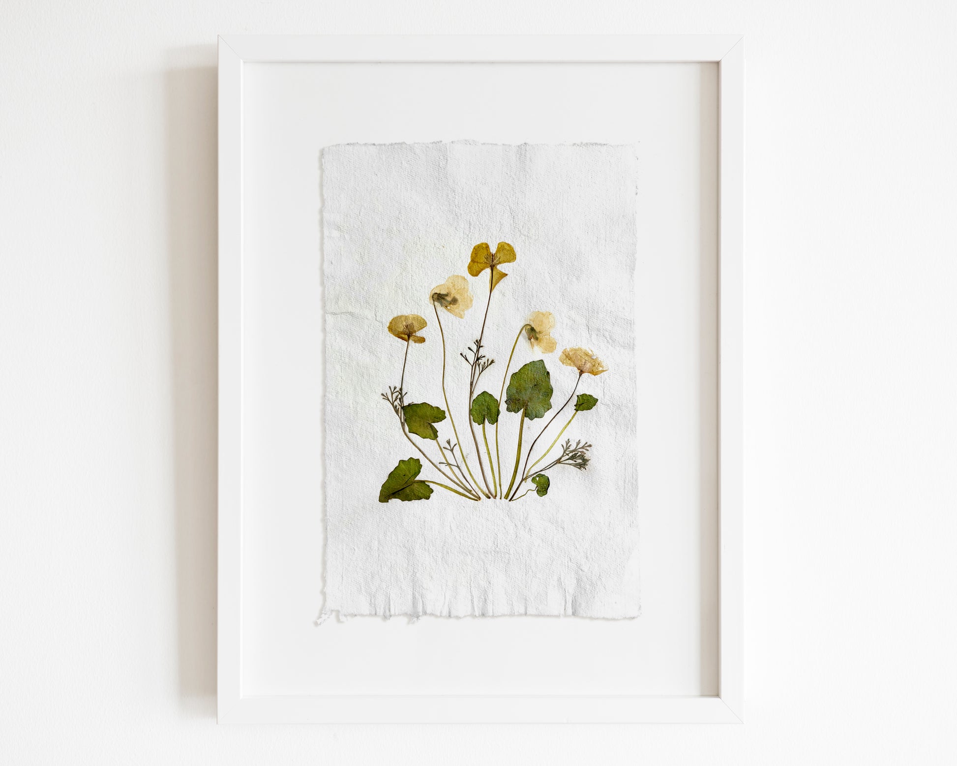 Herbarium II Yellow poppies and white violets pressed flower Green plant Recycled paper for living room wall art UNFRAMED Modern kitchen wall art or dining room, living room, bedroom
