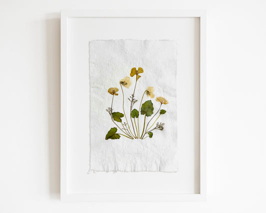 Herbarium II Yellow poppies and white violets pressed flower Green plant Recycled paper for living room wall art UNFRAMED Modern kitchen wall art or dining room, living room, bedroom