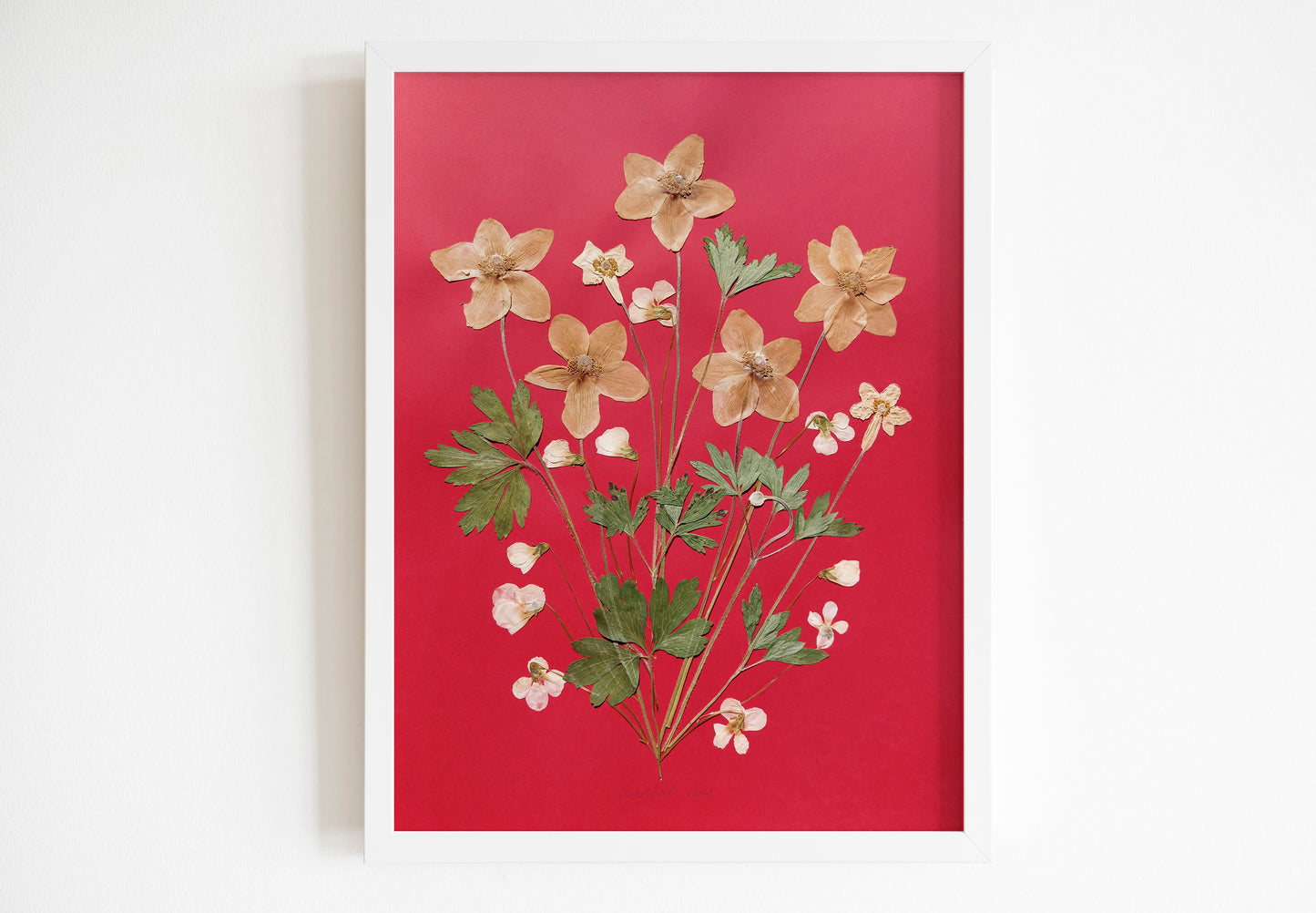 Red artwork with windflowers White violets and green dried plant for living room wall art Original pressed flower UNFRAMED botanical wall decor, living room, bedroom wall art, fjr nature lovers gift and houswarming gift, new home gift, handmade art