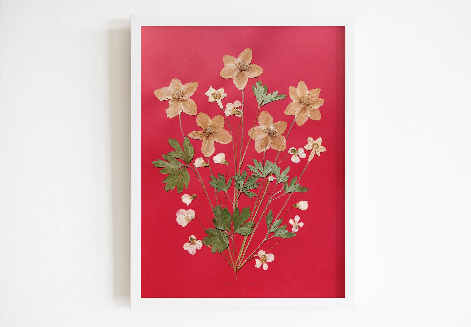 Red artwork with windflowers White violets and green dried plant for living room wall art Original pressed flower UNFRAMED botanical wall decor, living room, bedroom wall art, fjr nature lovers gift and houswarming gift, new home gift, handmade art