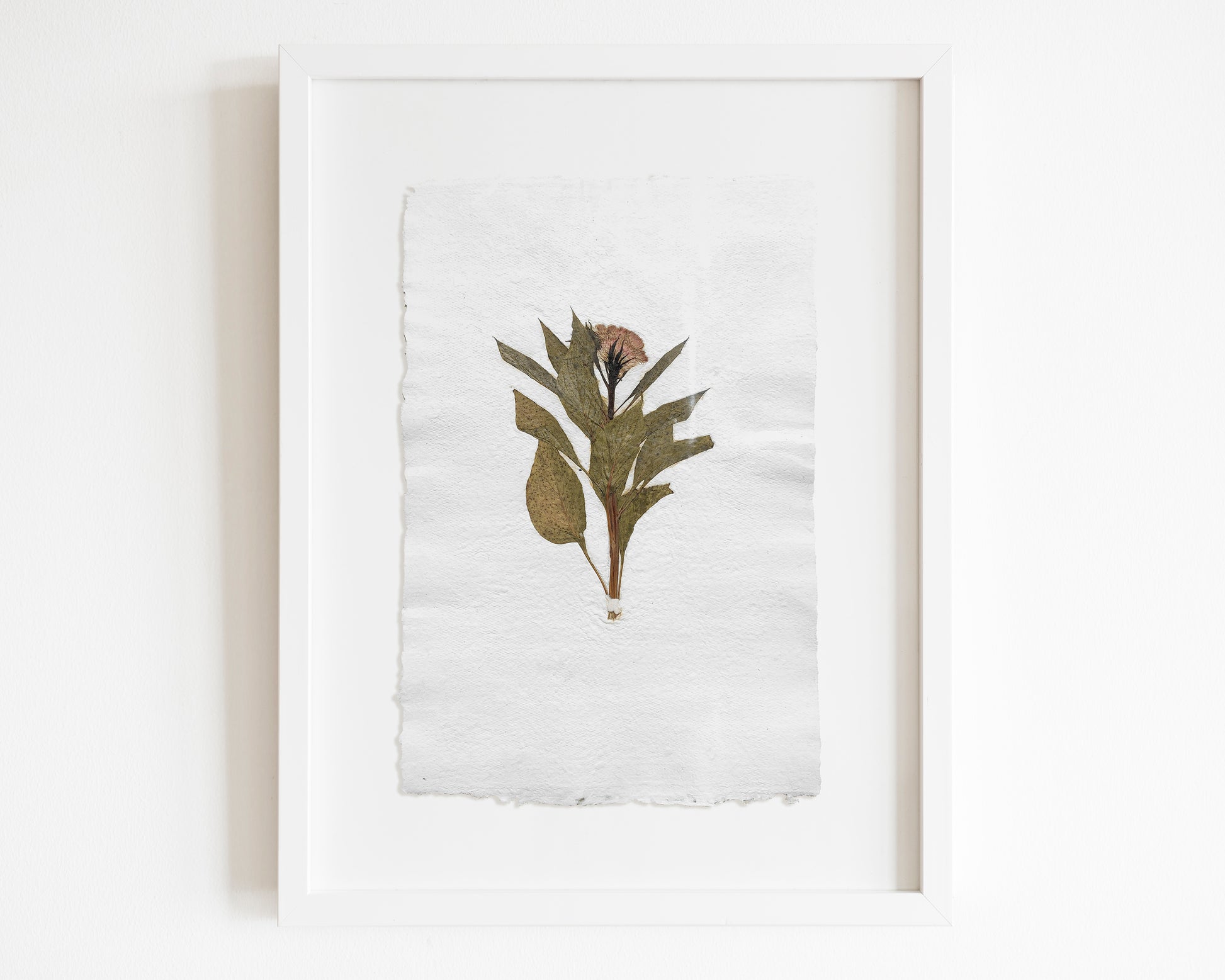 Herbarium IX Cockerel pressed flower green plant Recycled paper for living room wall art UNFRAMED in summer vibe