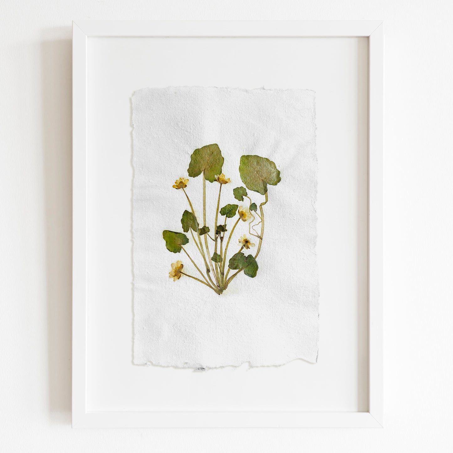 "Ficaria verna" Herbarium Yellow and green dried flower Original artwork Recycled paper UNFRAMED Pressed flowers One of a kind Bedroom Living room Farmhouse kitchen Cottagecore wall art Foraged Vintage Retro home decor Housewife Mother Gift Nature Plant lover gift