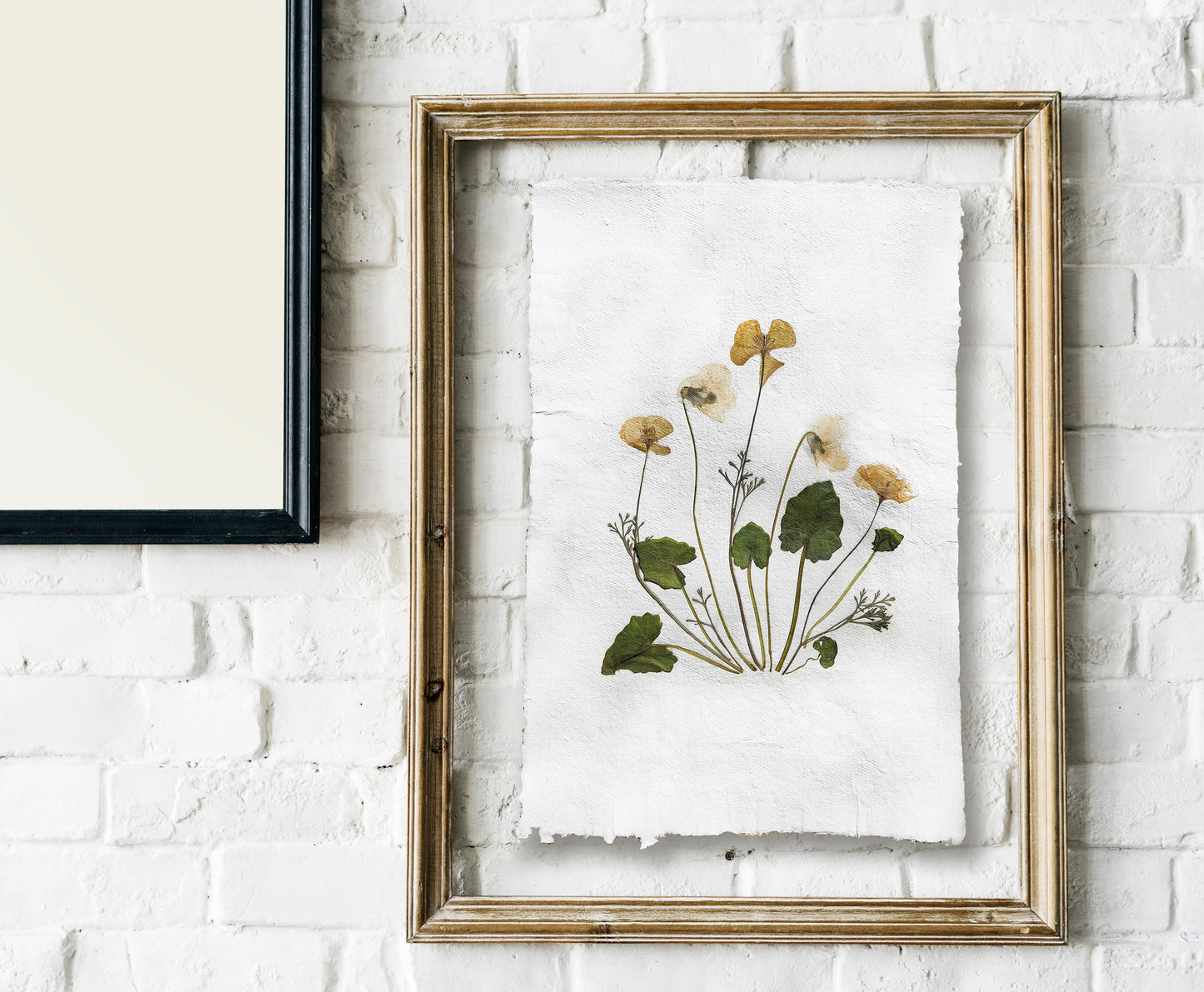 Herbarium II Yellow poppies and white violets pressed flower Green plant Recycled paper for living room wall art UNFRAMED Modern kitchen wall art or dining room, living room, bedroom
