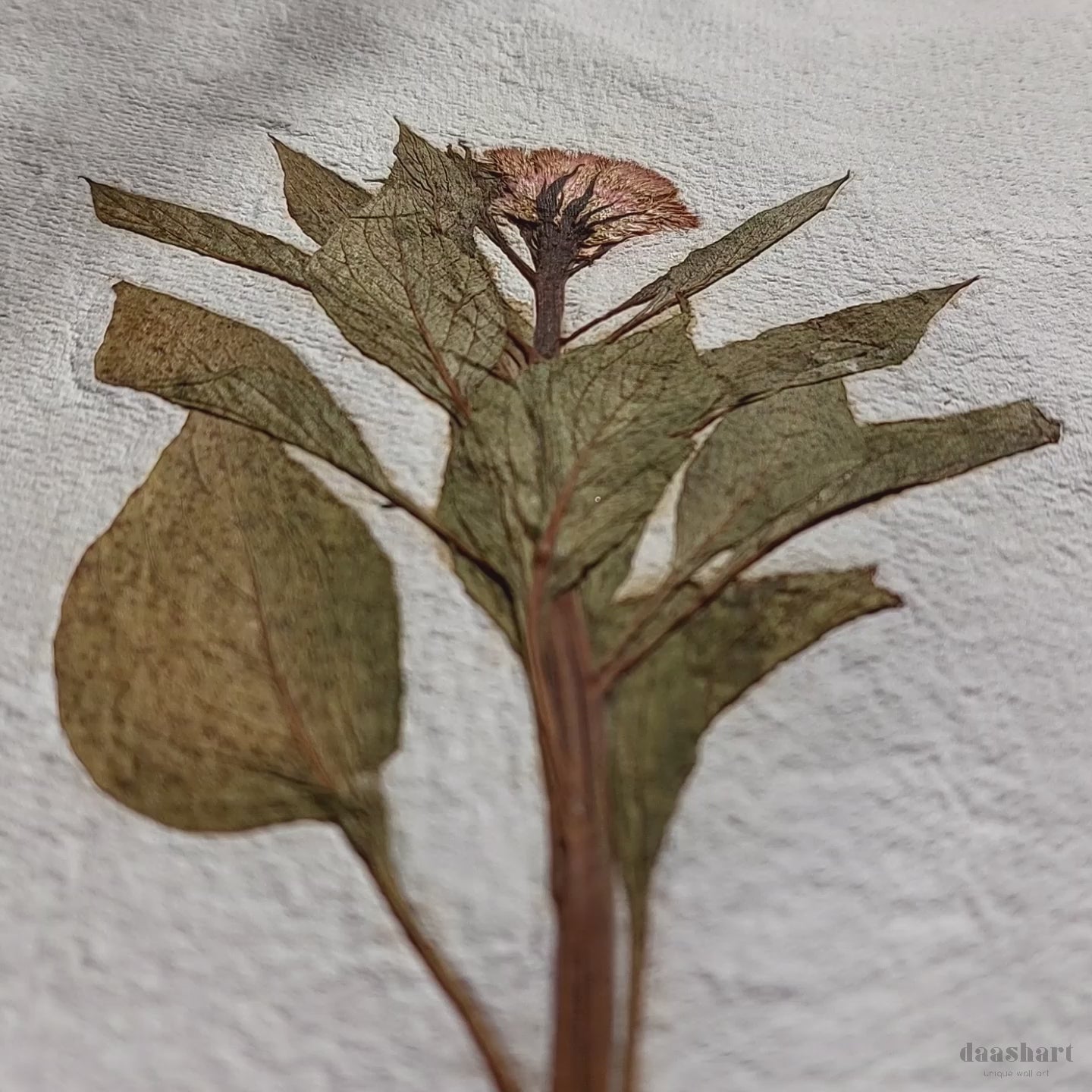 Herbarium IX Cockerel pressed flower green plant Recycled paper for living room wall art UNFRAMED in summer vibe