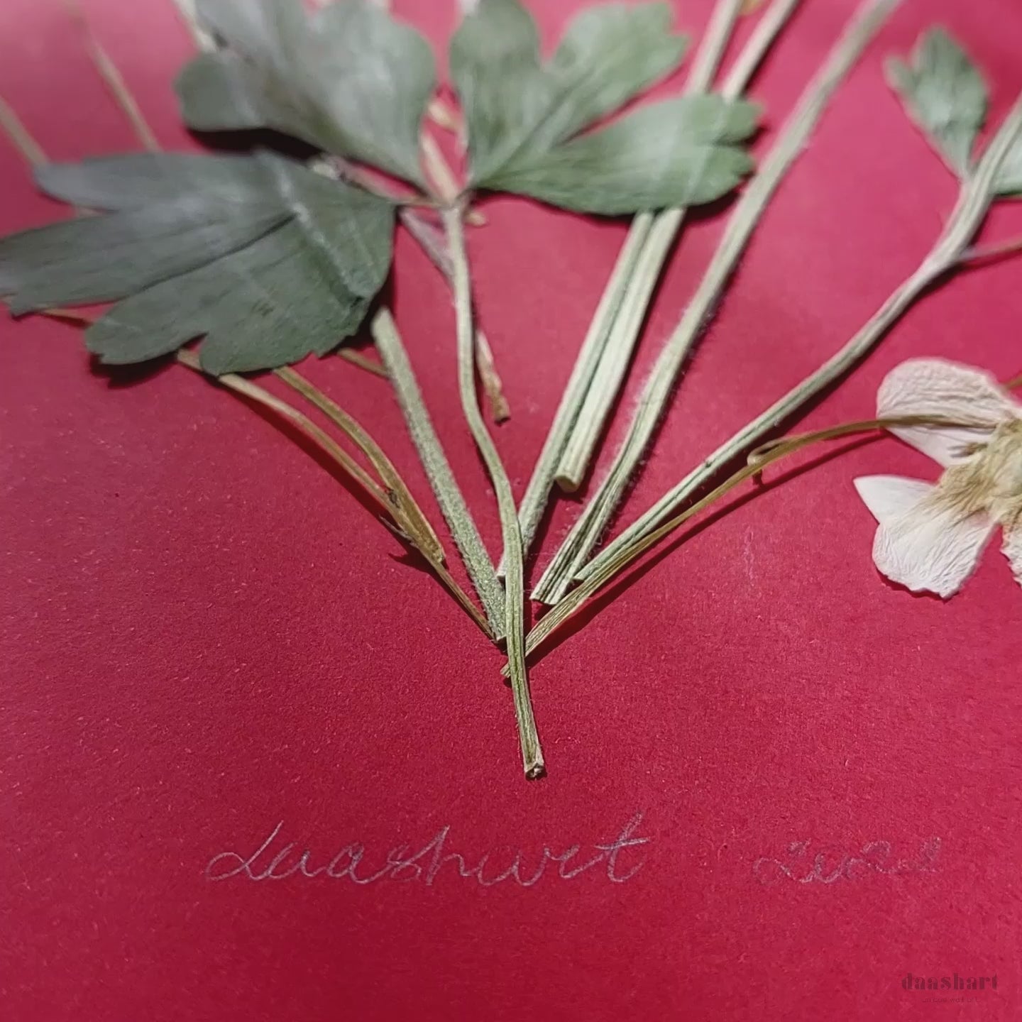 Red artwork with windflowers White violets and green dried plant for living room wall art Original pressed flower UNFRAMED botanical wall decor, living room, bedroom wall art, fjr nature lovers gift and houswarming gift, new home gift, handmade art