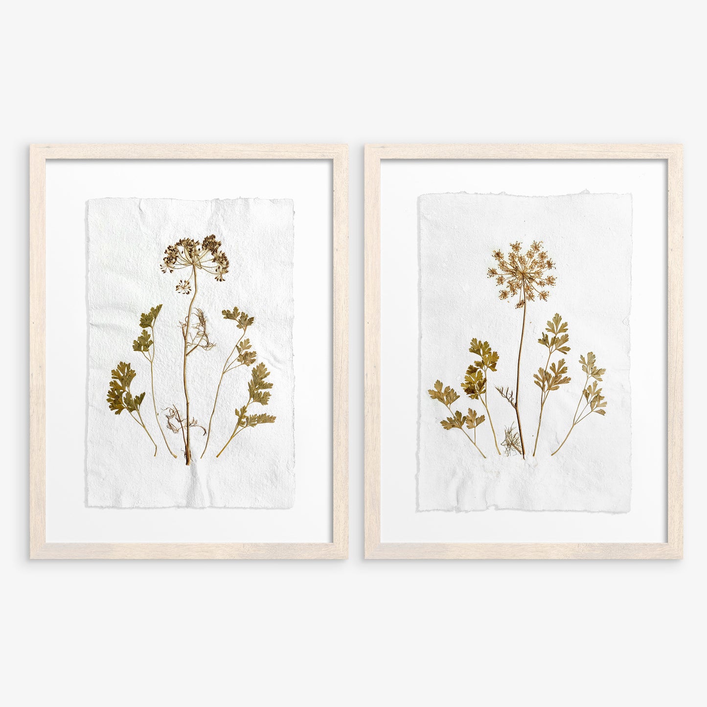 Gallery wall set of 2 brown fennel and green parsley dried plant Original artwork on Recycled paper wall hanging decor, office wall decor, nurse gift, niece gift from aunt, new mom gift, new job gift, New home gift, new grandma gift, new apartment housewarming gift, new apartment gift, Neutral pressed plant, nature wall art, Nature original art, nature lover gift, mothers day gift ideas, mothers day gift from daughter, mothers day gift, mother in law gift
