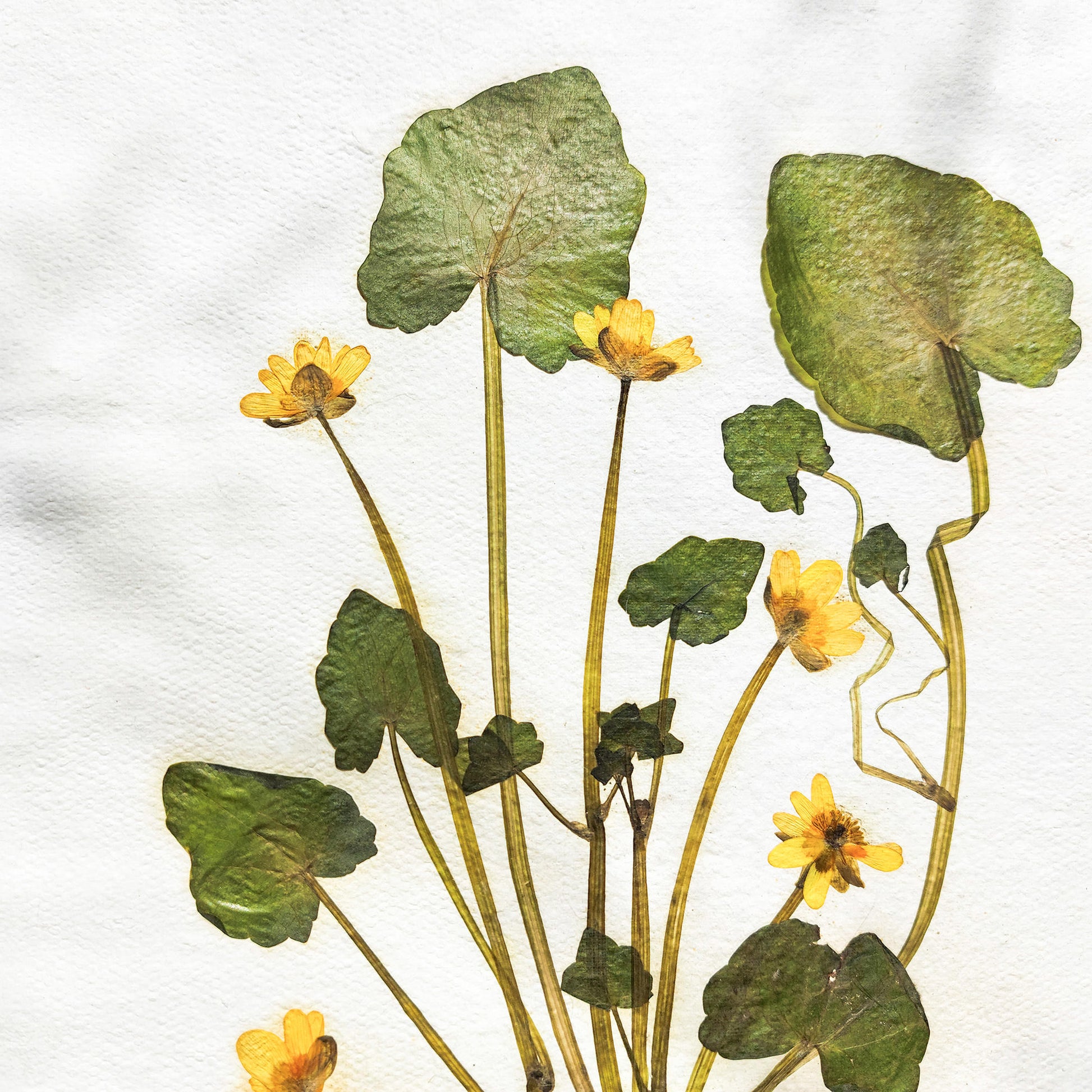 "Ficaria verna" Herbarium Yellow and green dried flower Original artwork Recycled paper UNFRAMED Pressed flowers One of a kind Bedroom Living room Farmhouse kitchen Cottagecore wall art Foraged Vintage Retro home decor Housewife Mother Gift Nature Plant lover gift 