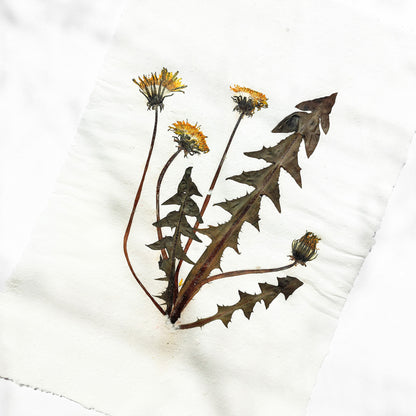 Yellow Dandelion Dried Flowers Original Botanical Artwork Herbarium Recycled Paper Kitchen Wall Decor Plant Lover Gift One of Kind UNFRAMED