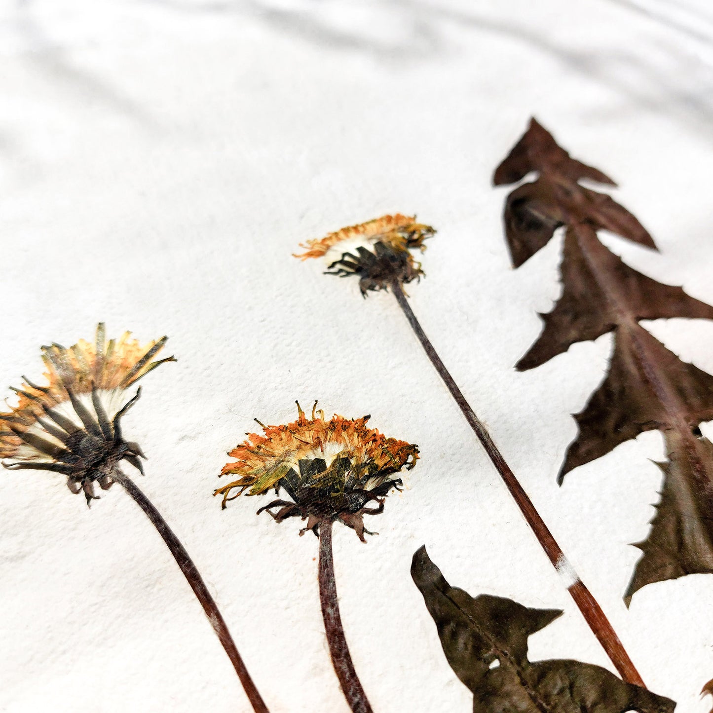 Yellow Dandelion Dried Flowers Original Botanical Artwork Herbarium Recycled Paper Kitchen Wall Decor Plant Lover Gift One of Kind UNFRAMED