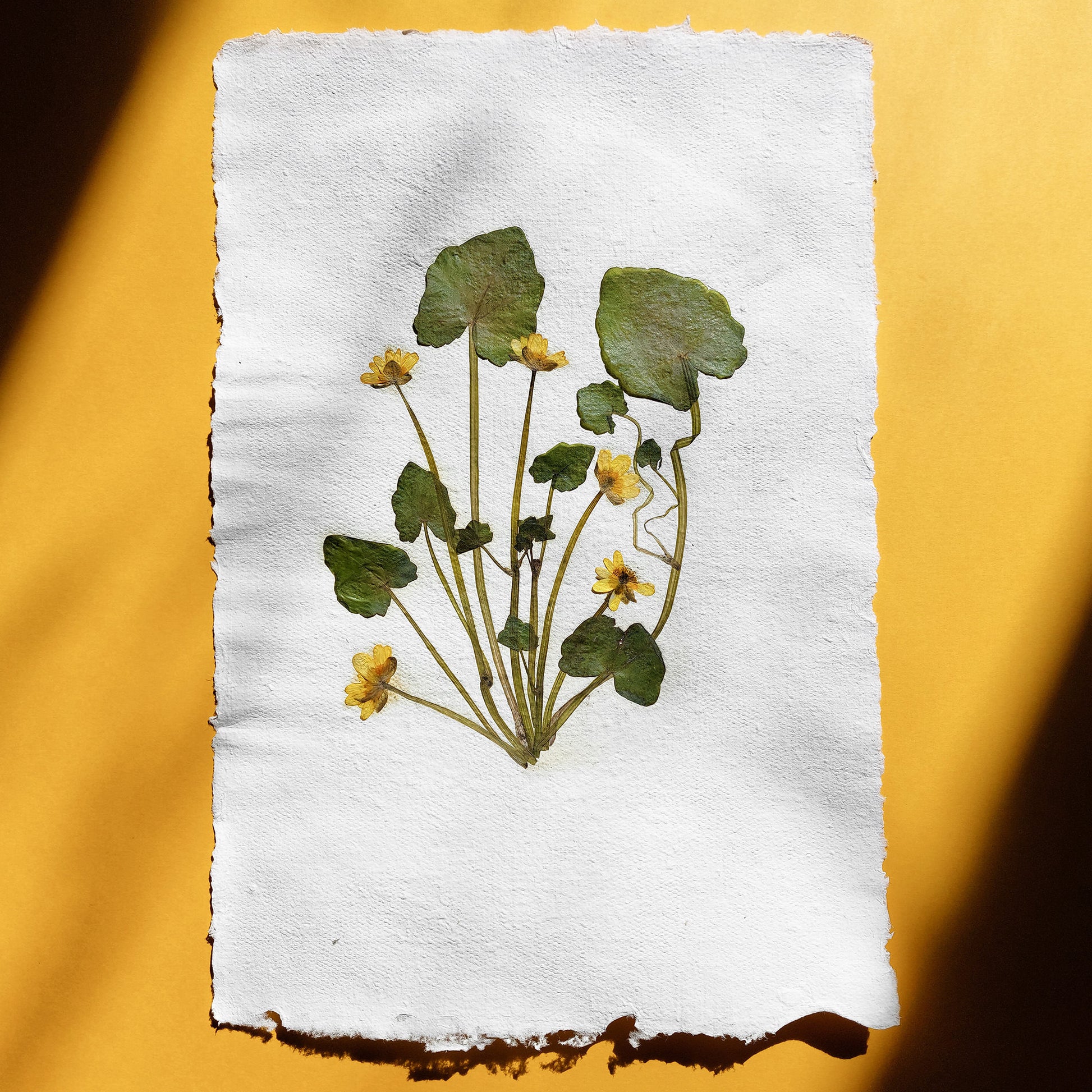 "Ficaria verna" Herbarium Yellow and green dried flower Original artwork Recycled paper UNFRAMED Pressed flowers One of a kind Bedroom Living room Farmhouse kitchen Cottagecore wall art Foraged Vintage Retro home decor Housewife Mother Gift Nature Plant lover gift 