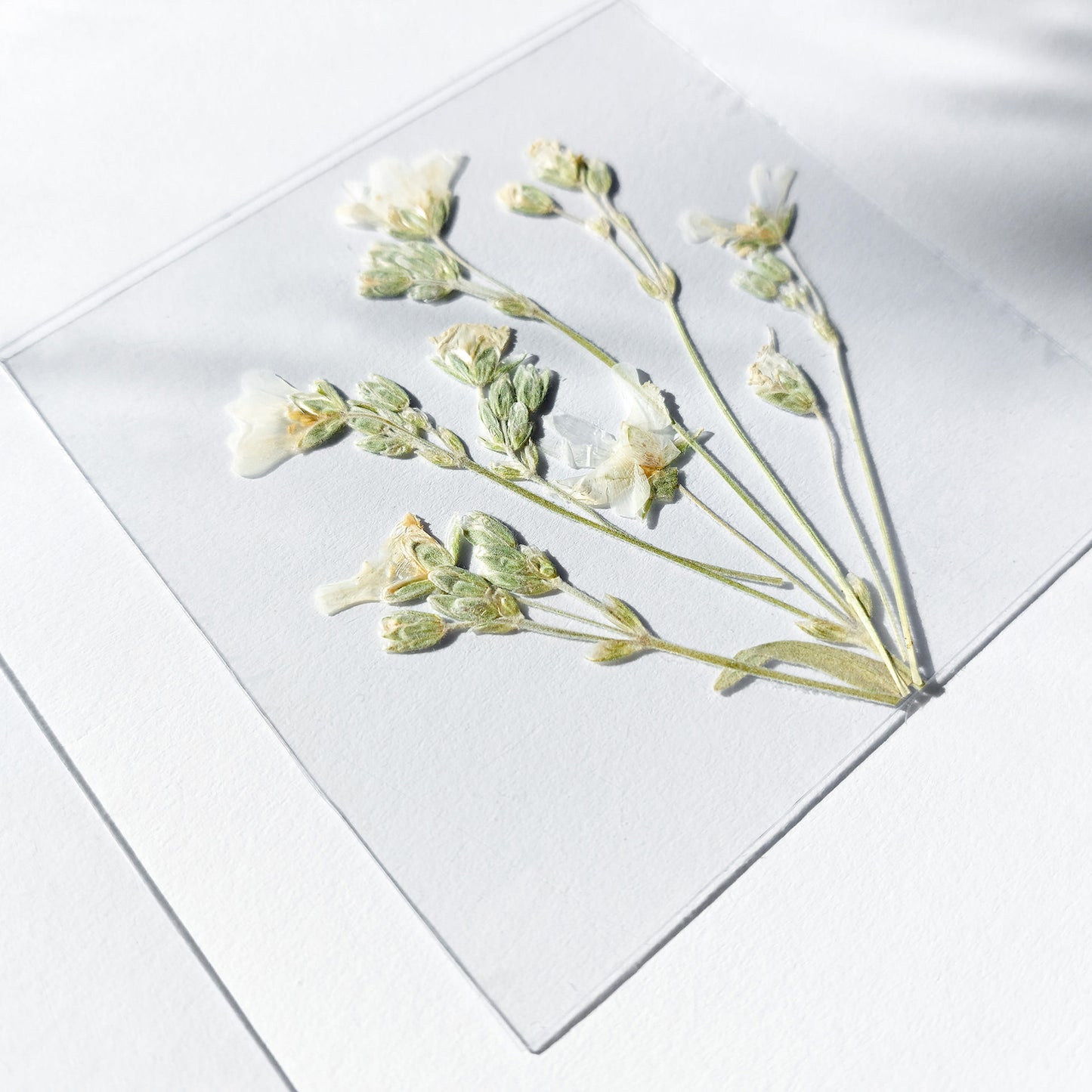 gallery wall set
mini set artworks
3 piece wall art
botanical wall art
dried flowers
wildflower wall art
plant lover gift
flexible plexiglass
herbarium decor
handmade home decor
original artwork
pressed flower art
farm bedroom decor
Cottagecore farmhouse decoration
Foraged wall art