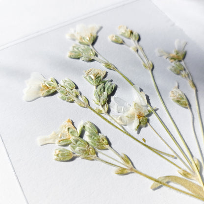 gallery wall set
mini set artworks
3 piece wall art
botanical wall art
dried flowers
wildflower wall art
plant lover gift
flexible plexiglass
herbarium decor
handmade home decor
original artwork
pressed flower art
farm bedroom decor
Cottagecore farmhouse decoration
Foraged wall art