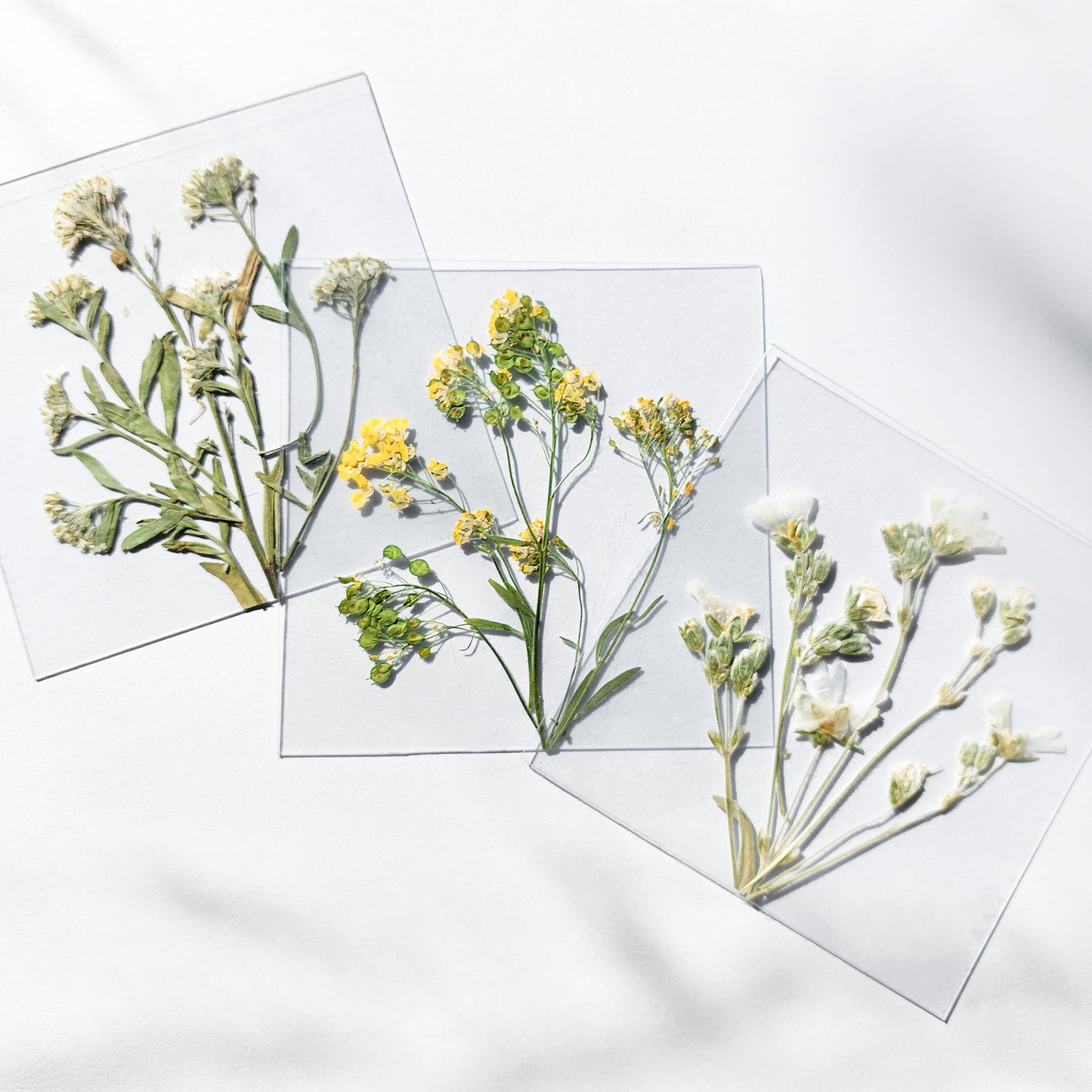 gallery wall set
mini set artworks
3 piece wall art
botanical wall art
dried flowers
wildflower wall art
plant lover gift
flexible plexiglass
herbarium decor
handmade home decor
original artwork
pressed flower art
farm bedroom decor
Cottagecore farmhouse decoration
Foraged wall art