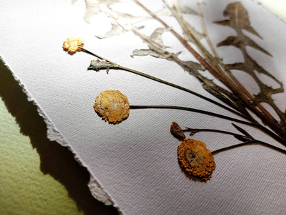  Yellow pressed flower and dandelion green plant artwork / handmade art