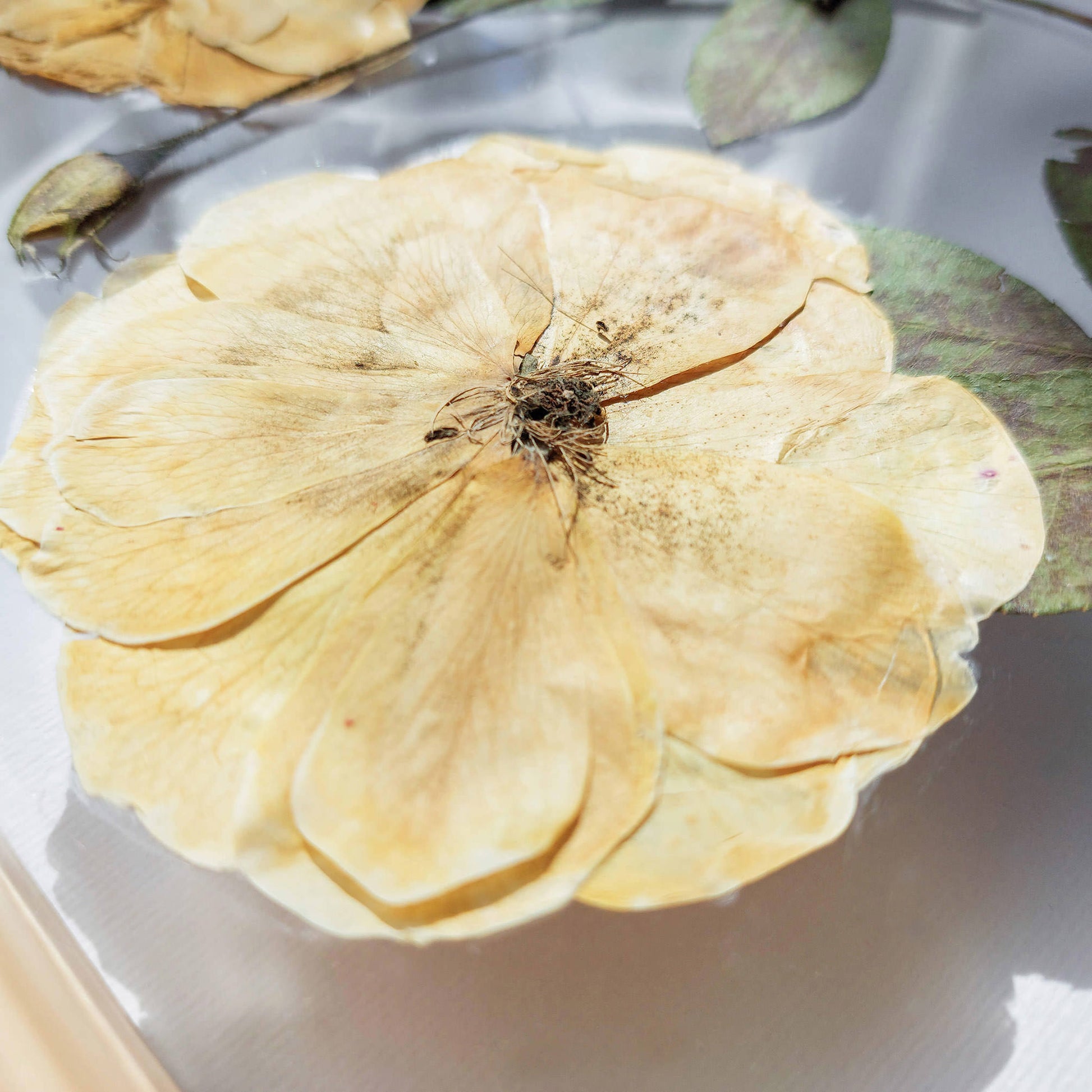 Beige roses dried flowers on Plexiglass with Wooden arch frame