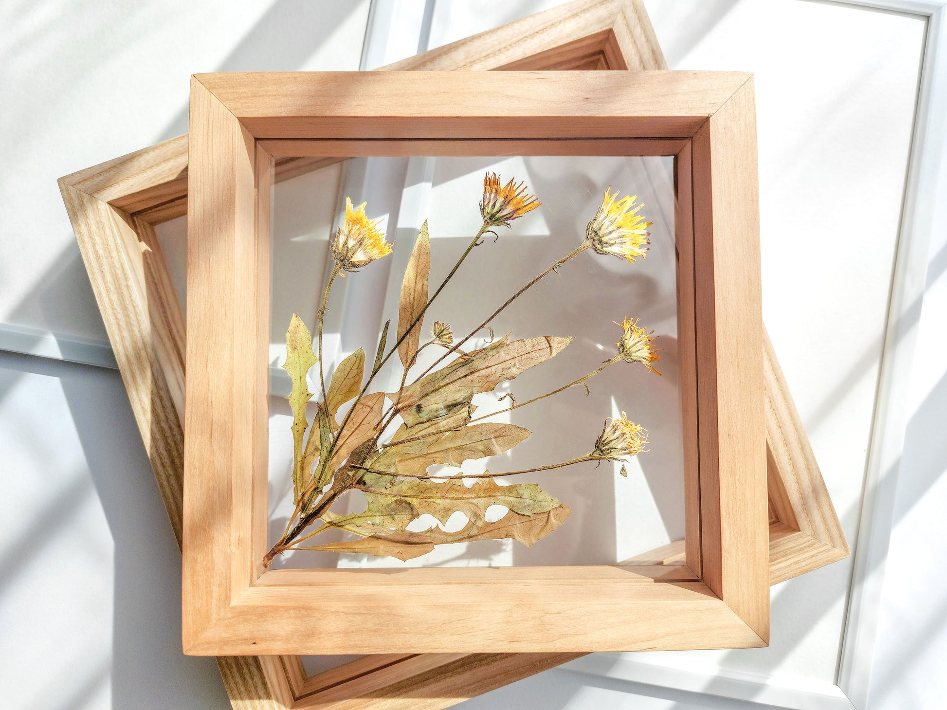 Real wild yellow pressed flower and plant artwork with wooden square frame for Nature lover gift