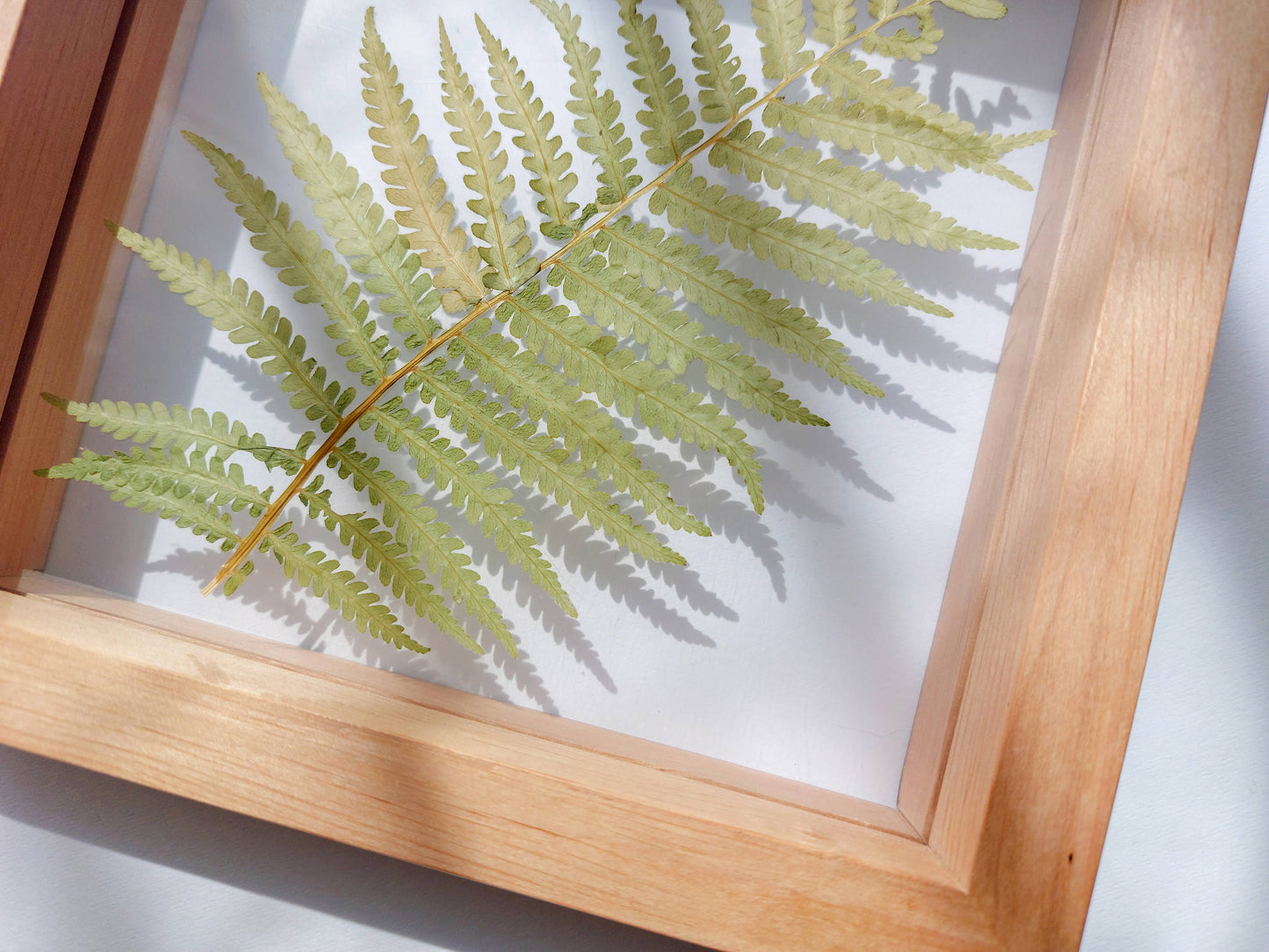 Real fern pressed leaf on plexiglass artwork with wooden square frame for Nature lover gift