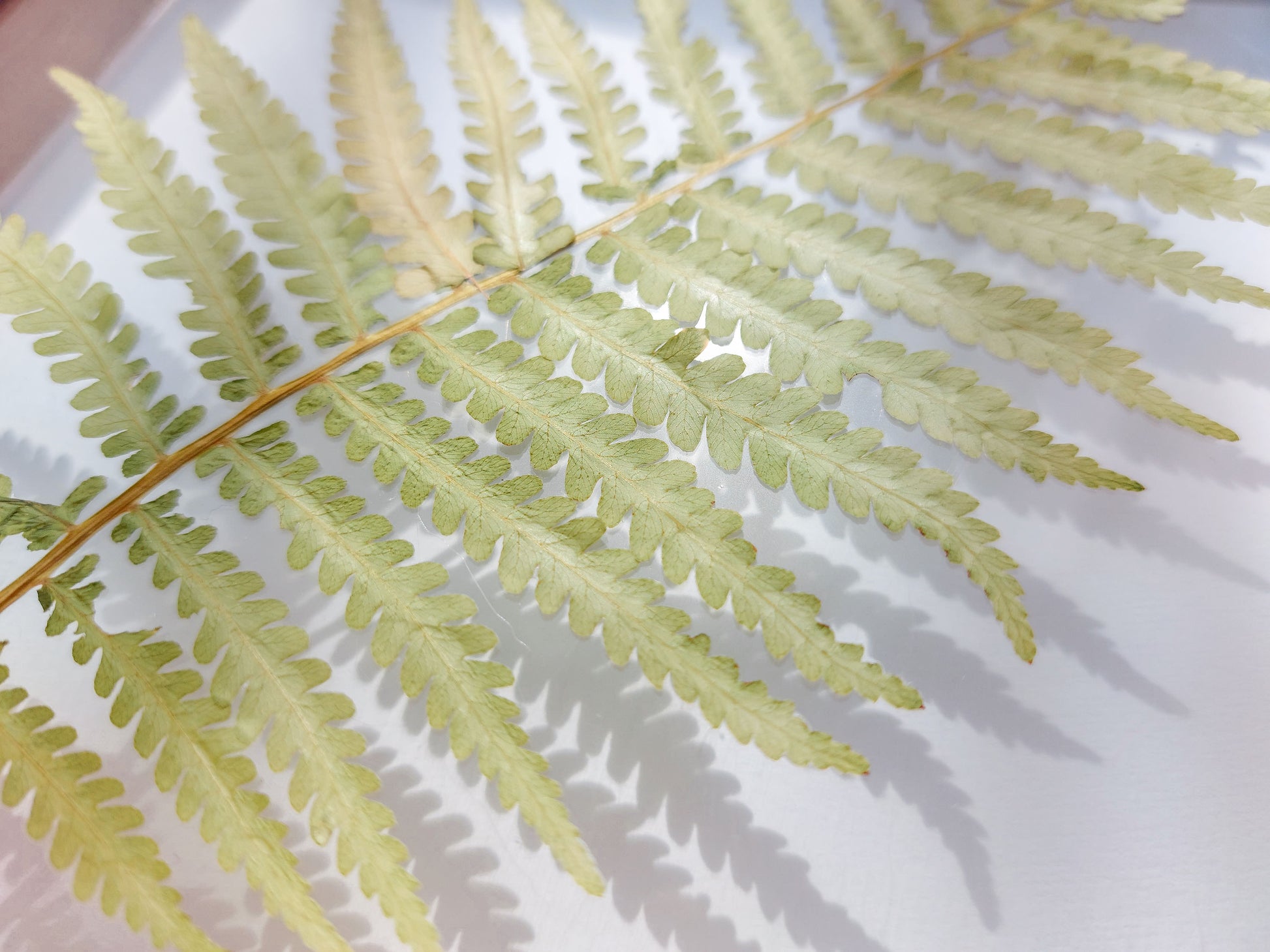 Details green Real fern pressed leaf on plexiglass artwork 