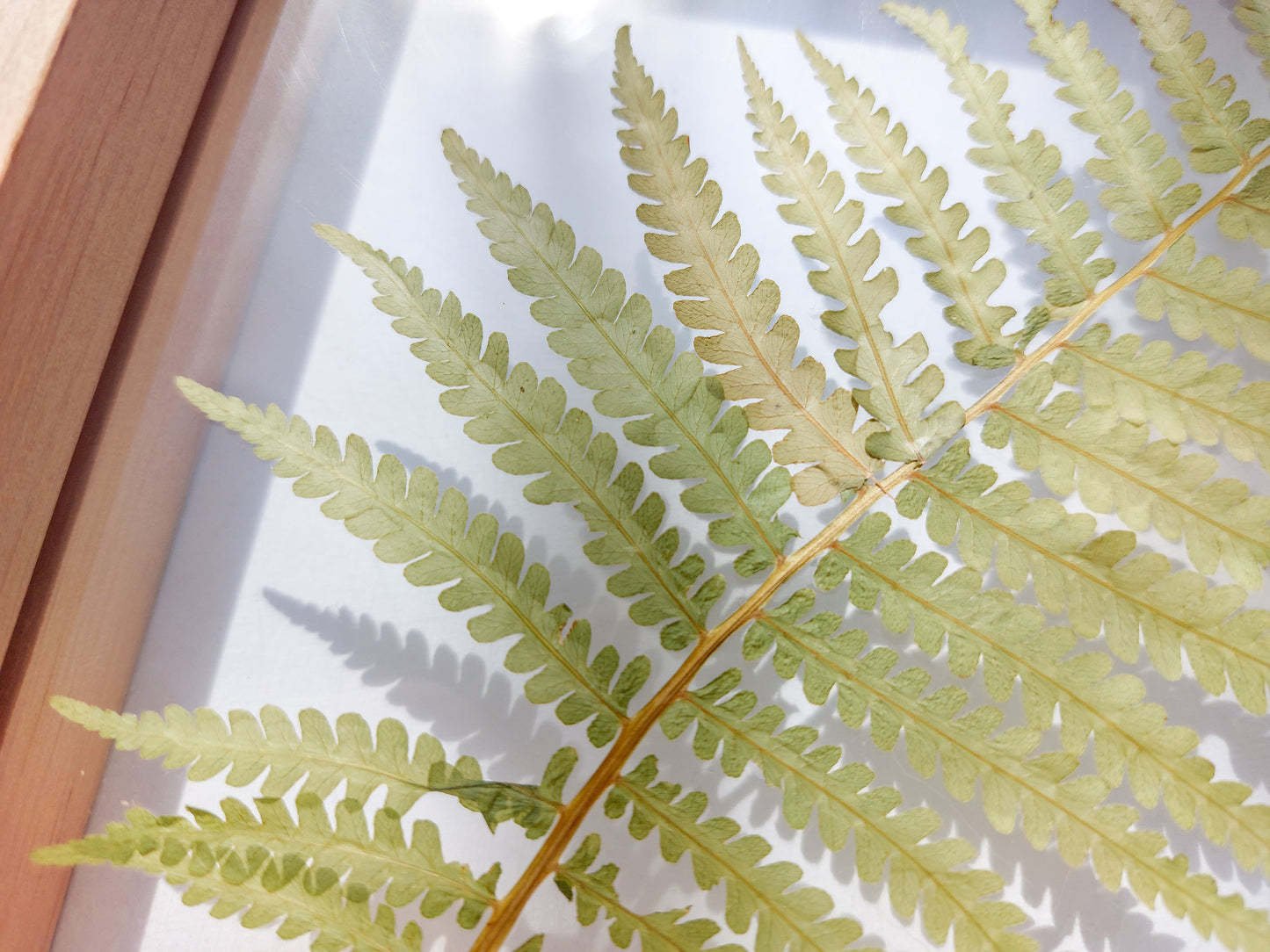 Details green Real fern pressed leaf on plexiglass artwork 