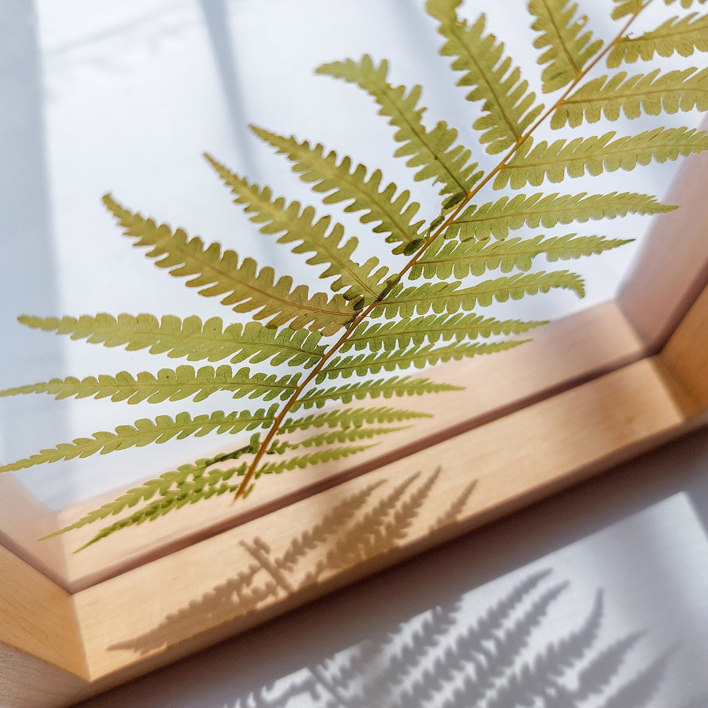 Details green Real fern pressed leaf on plexiglass artwork 