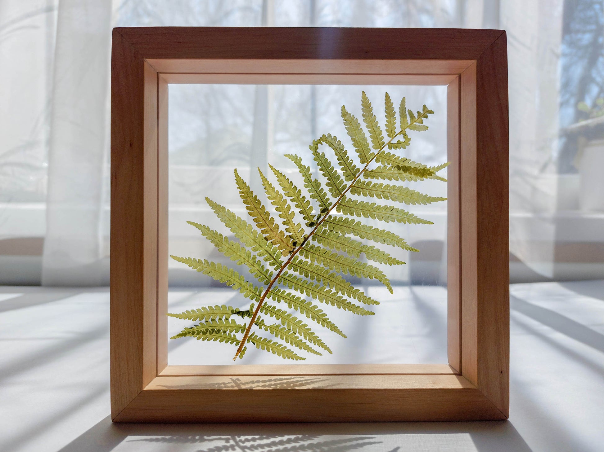 Real fern pressed leaf on plexiglass artwork with wooden square frame for Nature lover gift