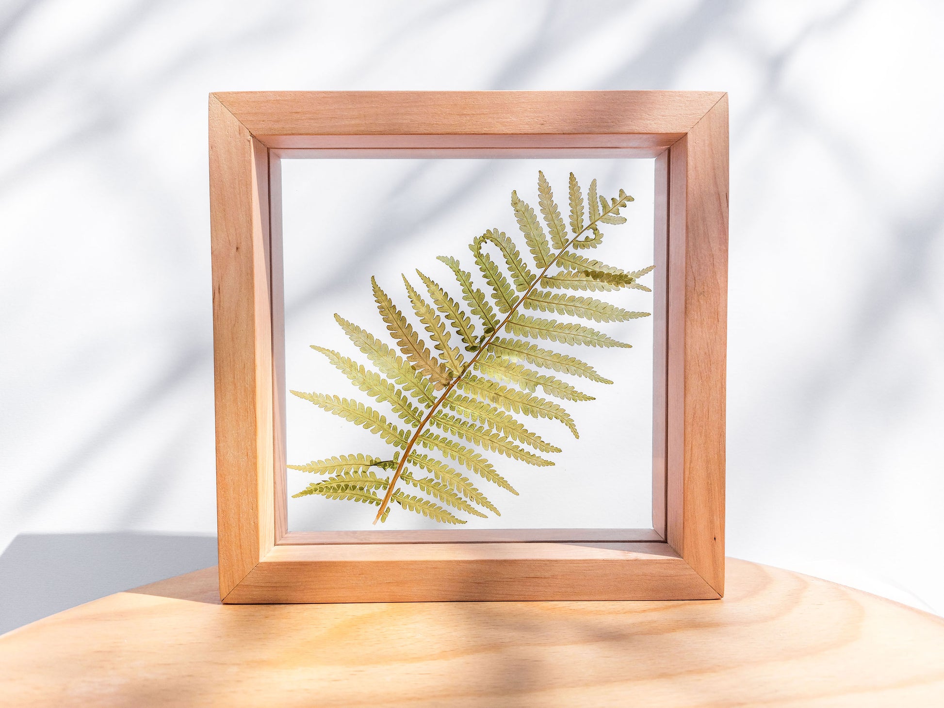 Real fern pressed leaf on plexiglass artwork with wooden square frame for Nature lover gift