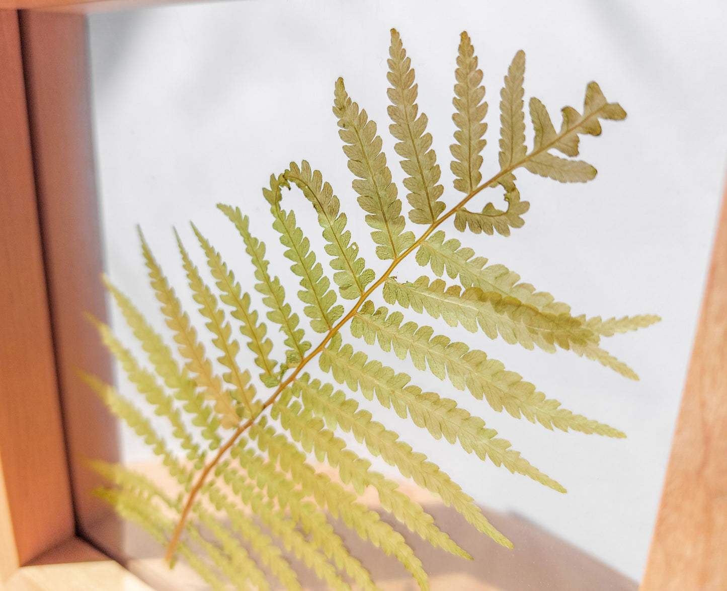 Details green Real fern pressed leaf on plexiglass artwork 