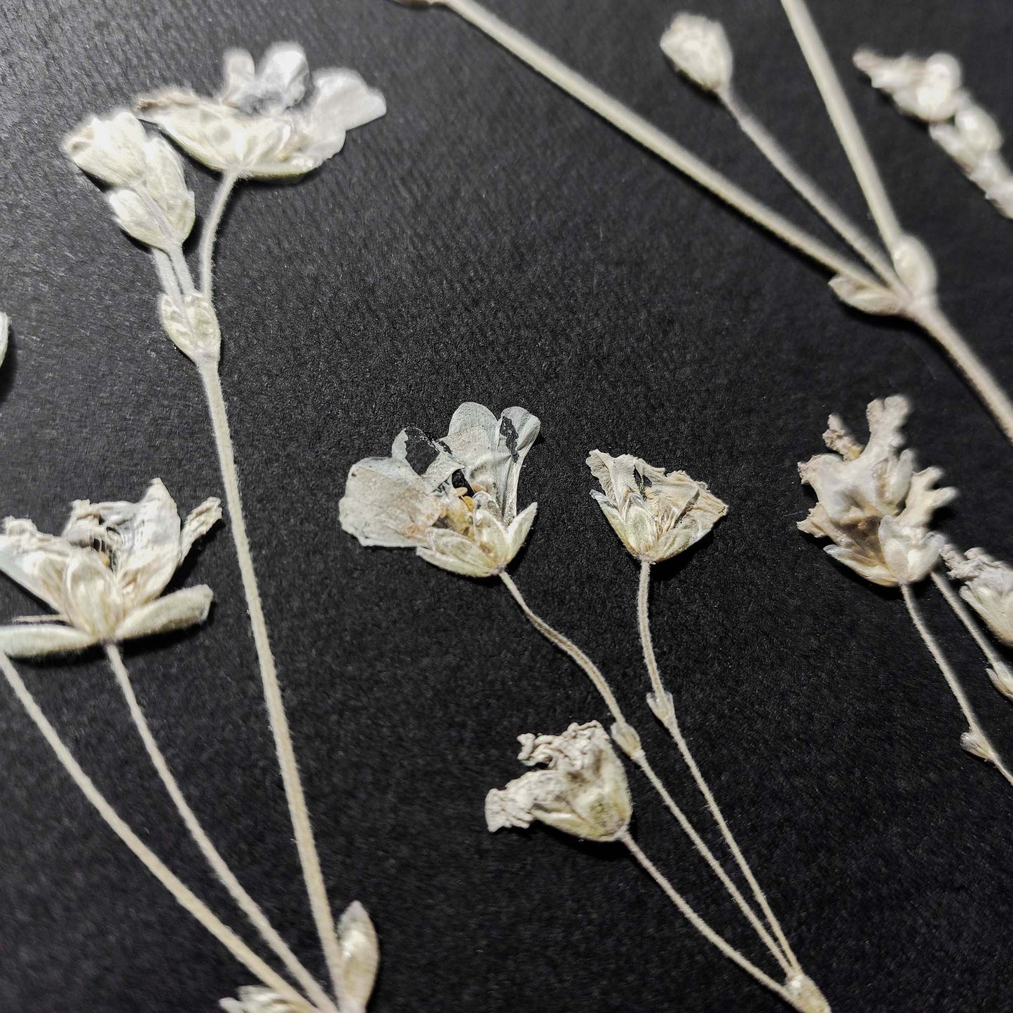 black wall decor
dried flowers
original artwork
botanical wall art
wildflower wall art
nature wall art
farmhouse wall decor
cottagecore wall art
plant lover gift
one of a kind
herbarium decor
grandmother gift
pressed flowers