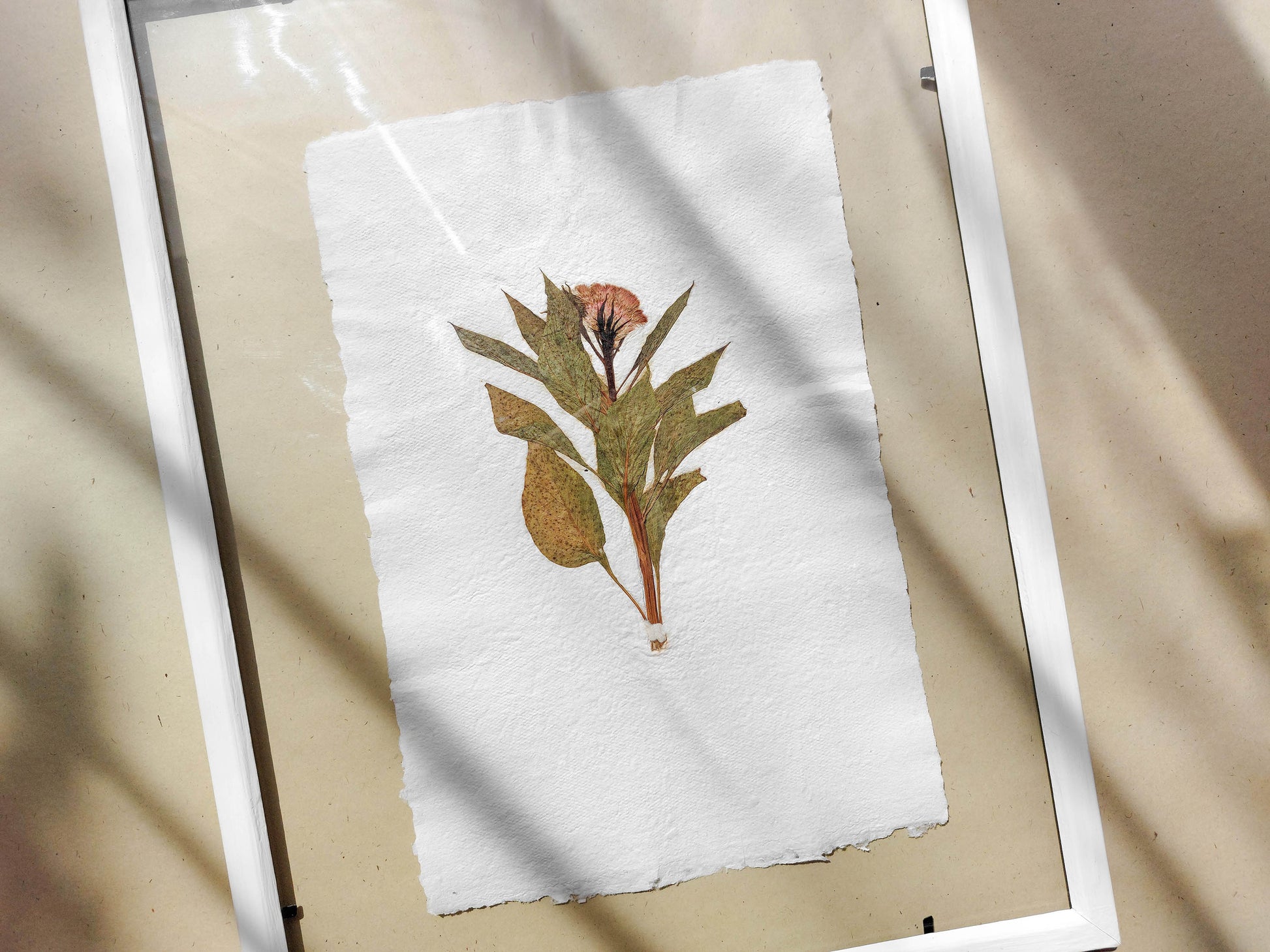 Herbarium IX Cockerel pressed flower green plant Recycled paper for living room wall art UNFRAMED in summer vibe 