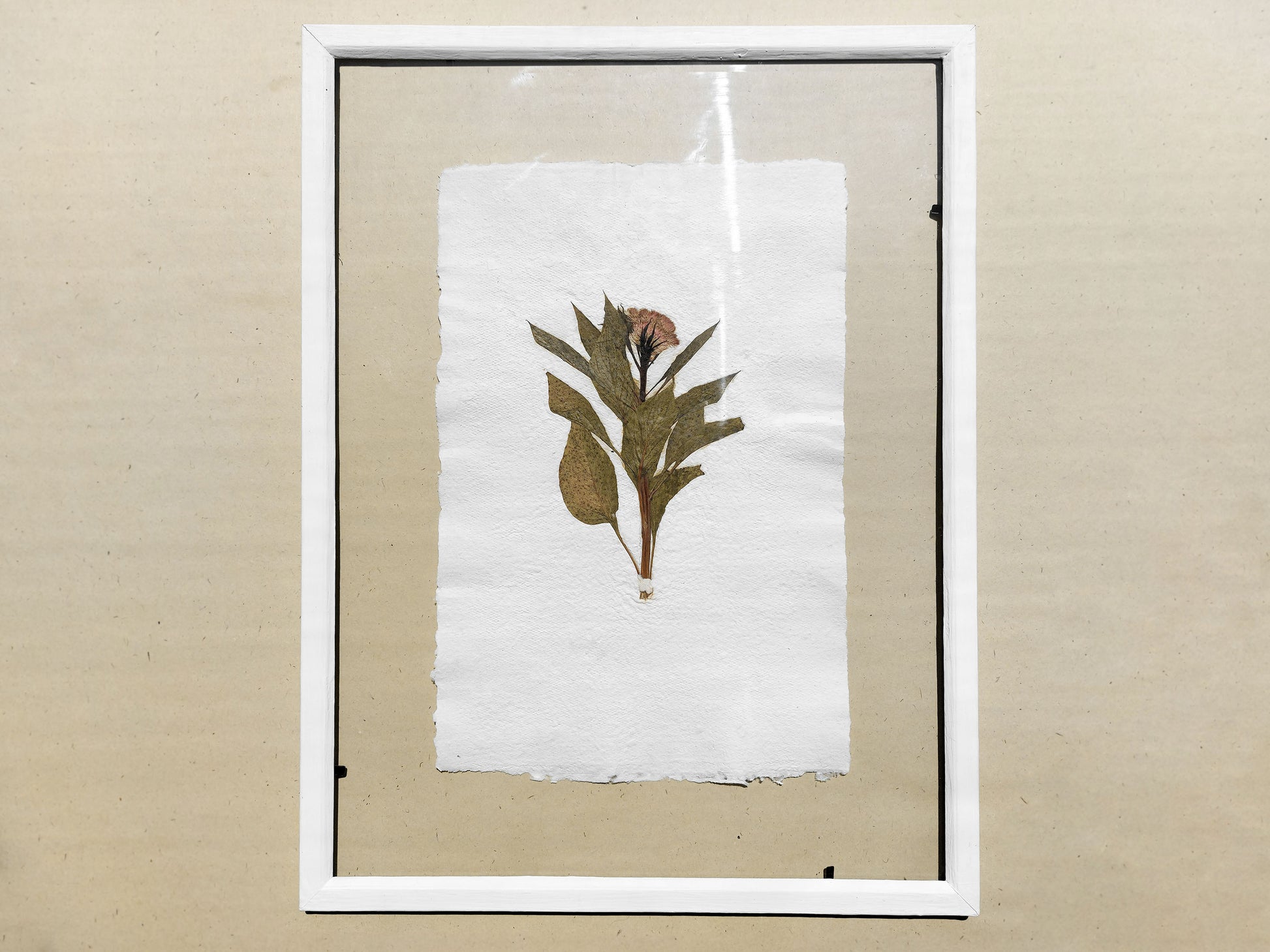 Herbarium IX Cockerel pressed flower green plant Recycled paper for living room wall art UNFRAMED in summer vibe 