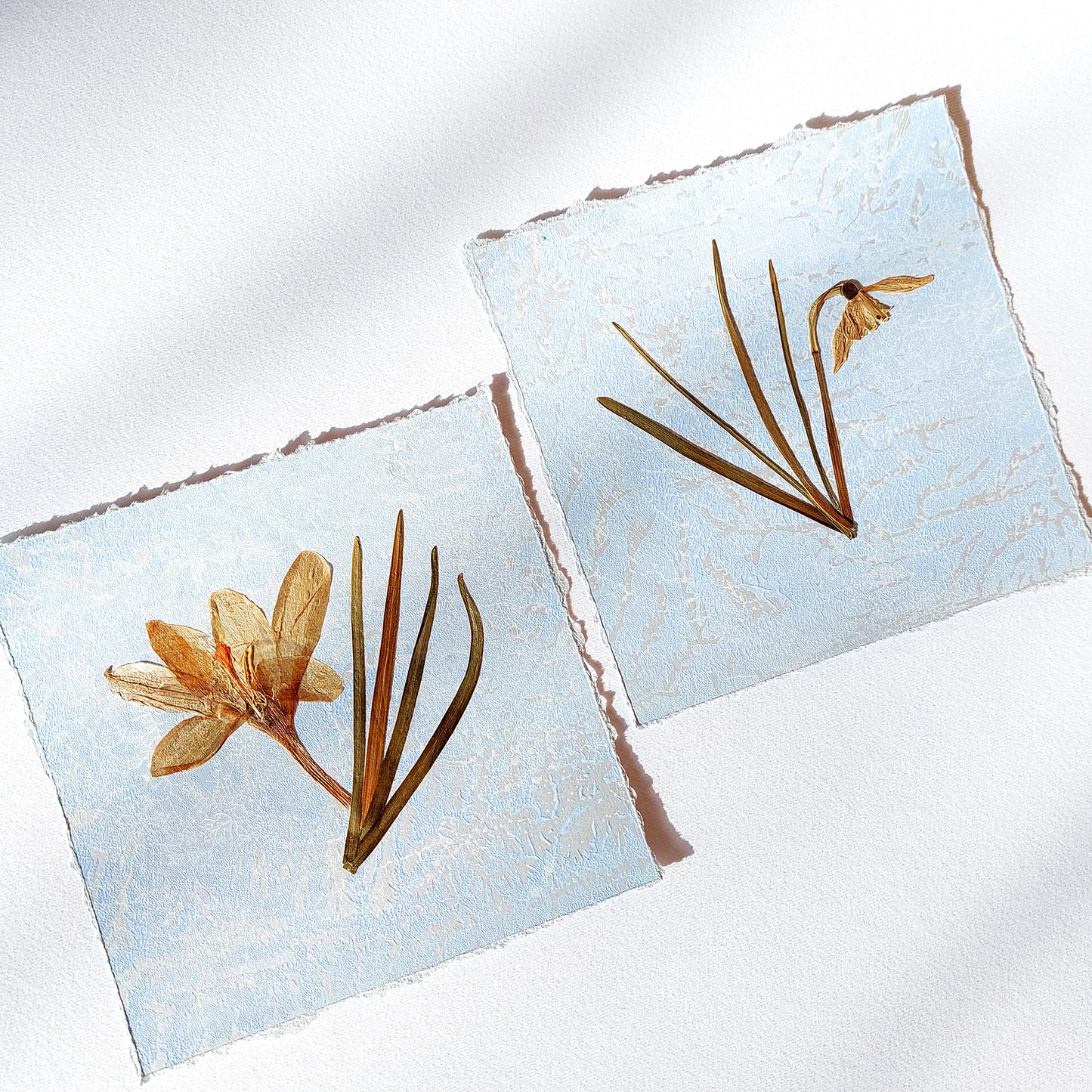 Mini gallery wall set of 2 Saffron and Snowdrop pressed flowers Blue and white monotype print Gray original artwork decor UNFRAMED living room wall art minimalist, Living room wall art, laundry room decor, kitchen wall art, Housewarming gift, hostess gift, home gift unique, Herbarium art, heirloom gift, handmade gift for women, handmade gift for the home, grandmother gift, grandma gift, going away gift for coworker, godparent gift, godmother gift, girlfriend gift, gift for the home, gift for best friend fem