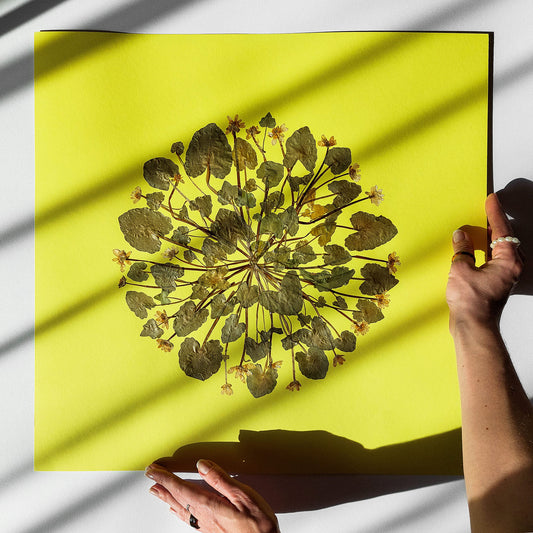 Large lime cream circle Ficaria Verna dried yellow flowers and plant Original artwork wall hanging, unique wall art, trendy wall art, thank you gift boss, teacher appreciation gift, Summer wall art, Spring wall art, sister in law gift, shelf decor, self gift, rustic wall art, retirement gift, realtor closing gift, pressed plants art, pressed leaves art, Pressed flower art