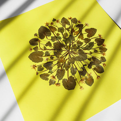 Large lime cream circle Ficaria Verna dried yellow flowers and plant Original artwork wall hanging, unique wall art, trendy wall art, thank you gift boss, teacher appreciation gift, Summer wall art, Spring wall art, sister in law gift, shelf decor, self gift, rustic wall art, retirement gift, realtor closing gift, pressed plants art, pressed leaves art, Pressed flower art, Plant print, plant lover gift, original artwork, one of a kind, nurse gift, niece gift from aunt