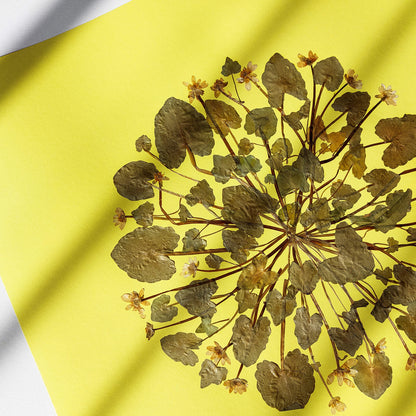 Large lime cream circle Ficaria Verna dried yellow flowers and plant Original artwork mothers day gift from daughter, mothers day gift, mother in law gift, mom birthday gift, Modern kitchen art, long distance gift, living room wall art minimalist, Living room wall art, laundry room decor, kitchen wall art, Housewarming gift, hostess gift, home gift unique, Herbarium art, heirloom gift, handmade gift for women, handmade gift for the home, grandmother gift, grandma gift, going away gift for coworker, godparen