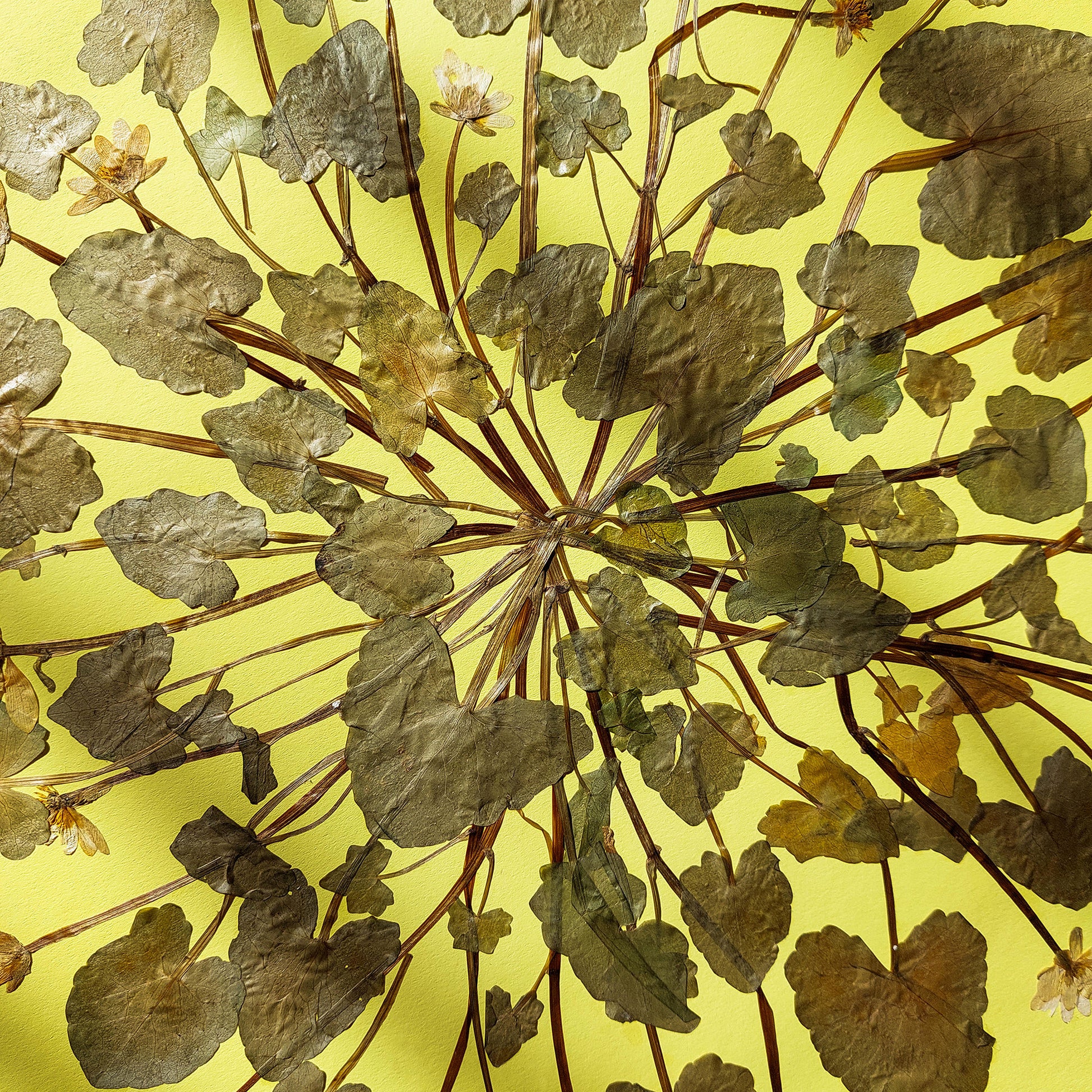 Large lime cream circle Ficaria Verna dried yellow flowers and plant Original artwork farm kitchen wall art, farm decor, easter gift, dried pressed flower art, dried flowers, dried botanical art, dorm room decor, diy gift, Dining Room Decor, daughter in law gift, cottagecore wall art, Botanical wall art, bookshelf decor, Bedroom wall art, aunt gift, Aesthetic wall art, office wall decor