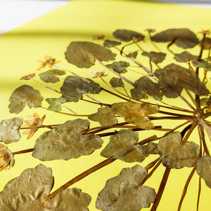 Large lime cream circle Ficaria Verna dried yellow flowers and plant Original artwork